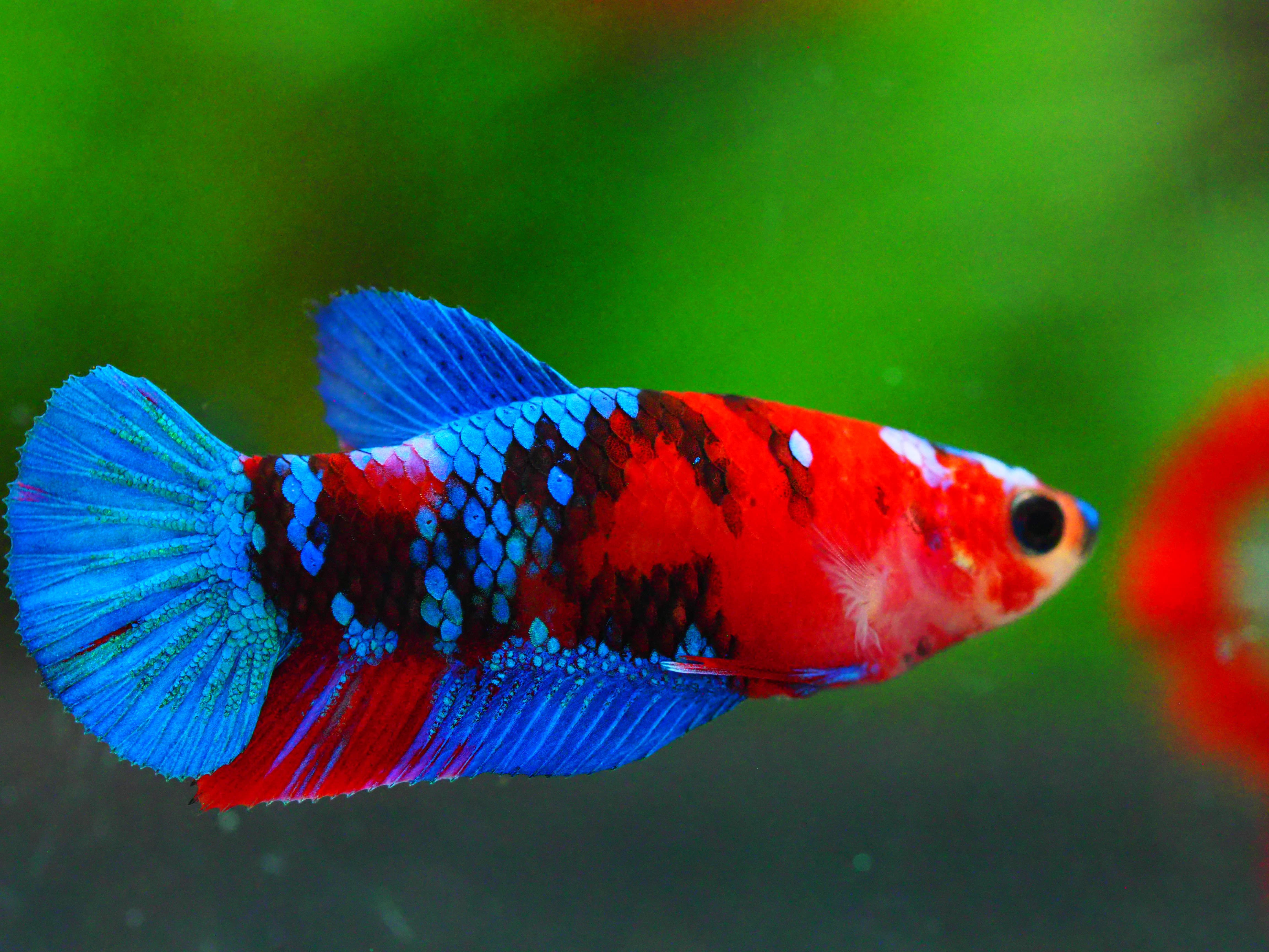 HMPK KOI GALAXY FNMALE GRADE A +++