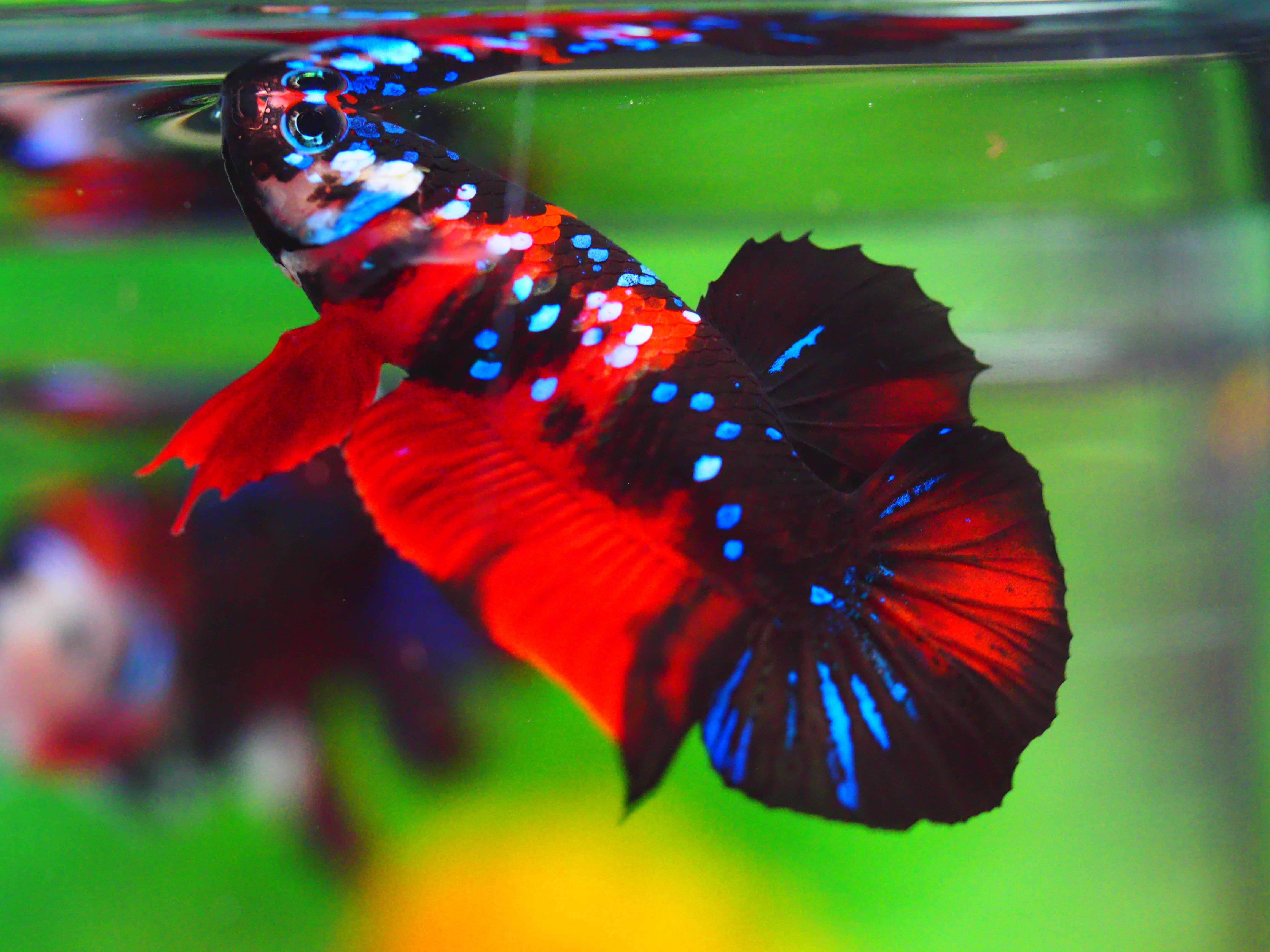HMPK KOI GALAXY MALE GRADE A++