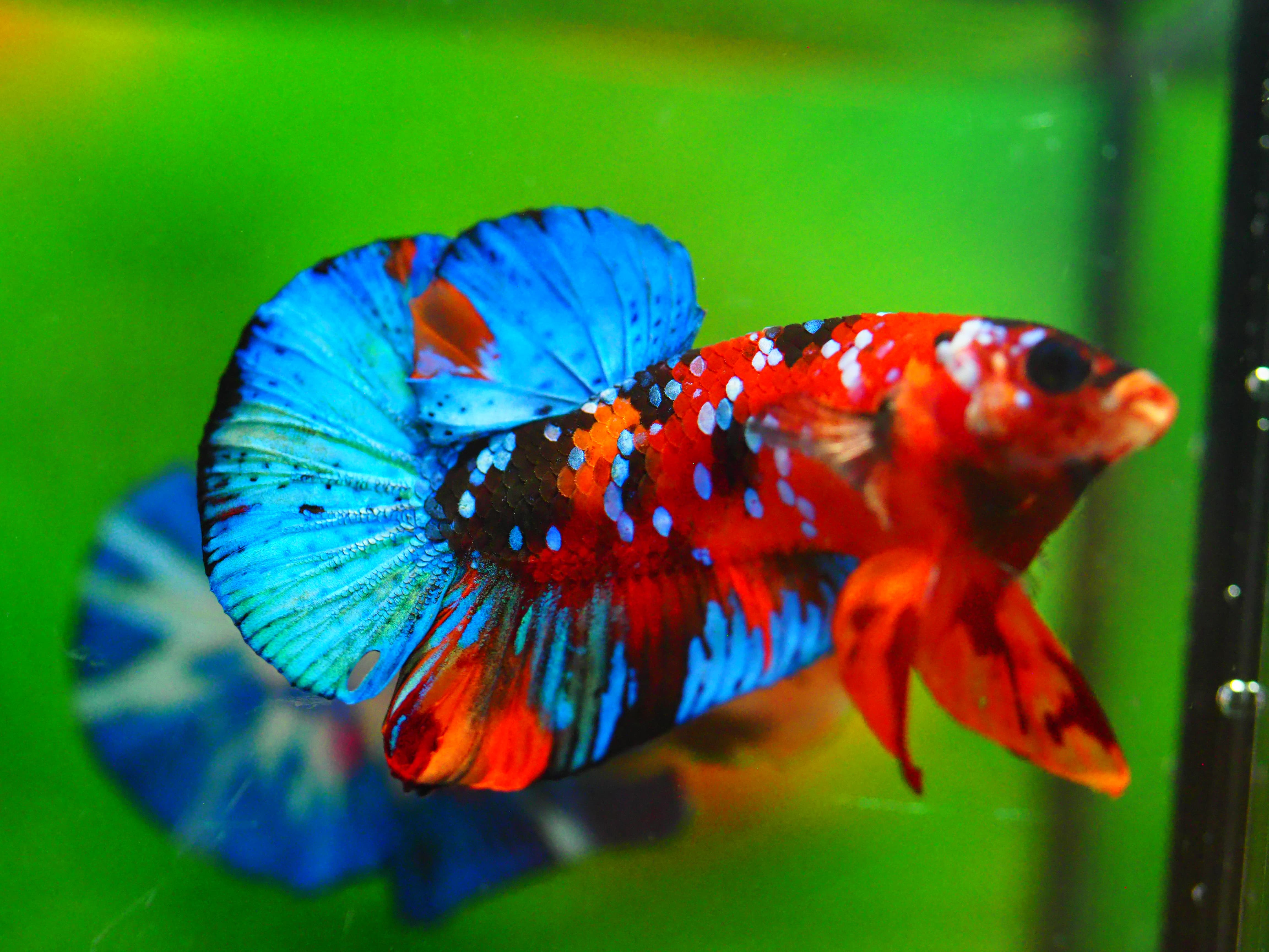 HMPK NEMO GALAXY MALE GRADE A +++