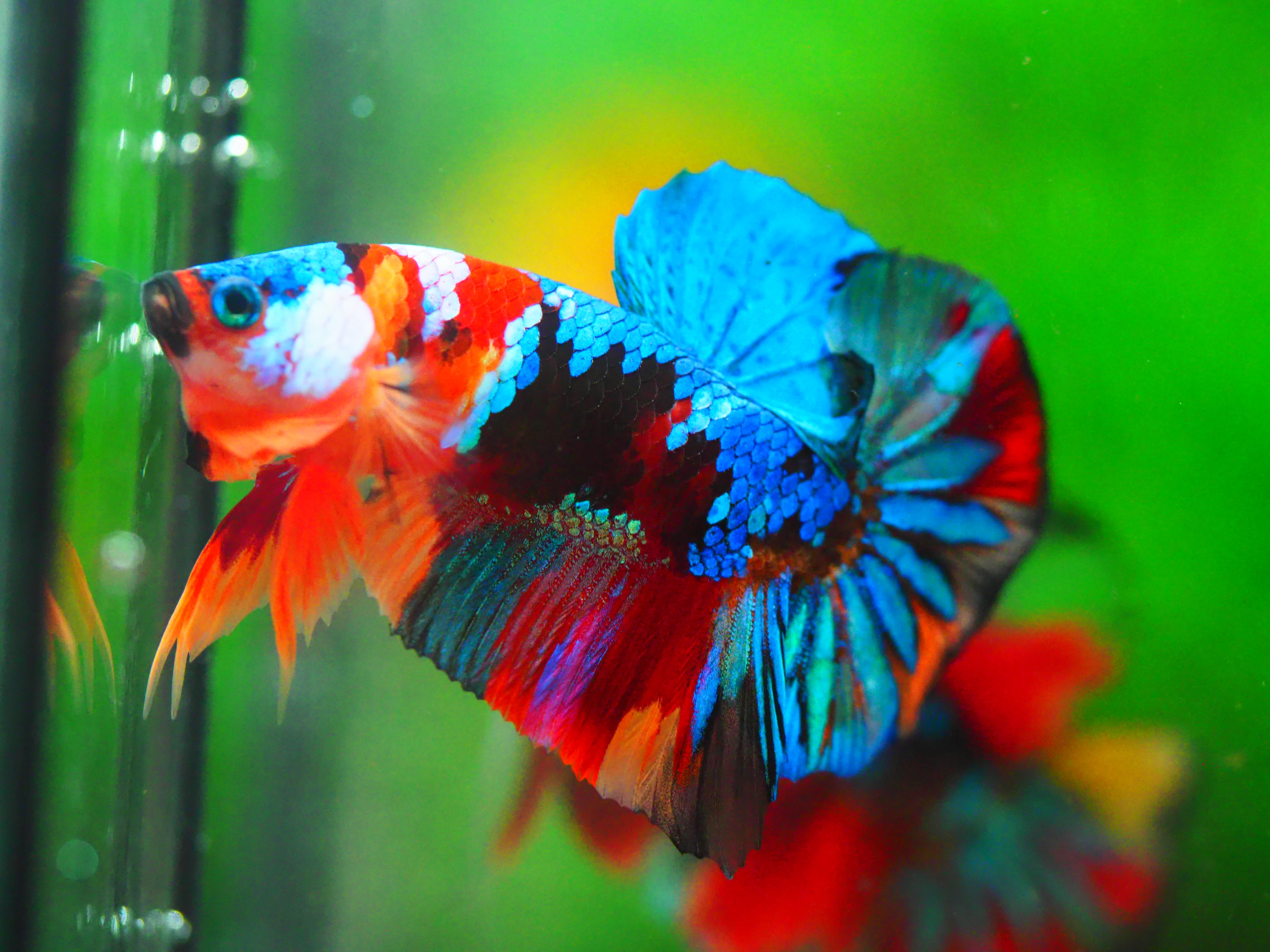 HMPK KOI GALAXY MALE GRADE A +++