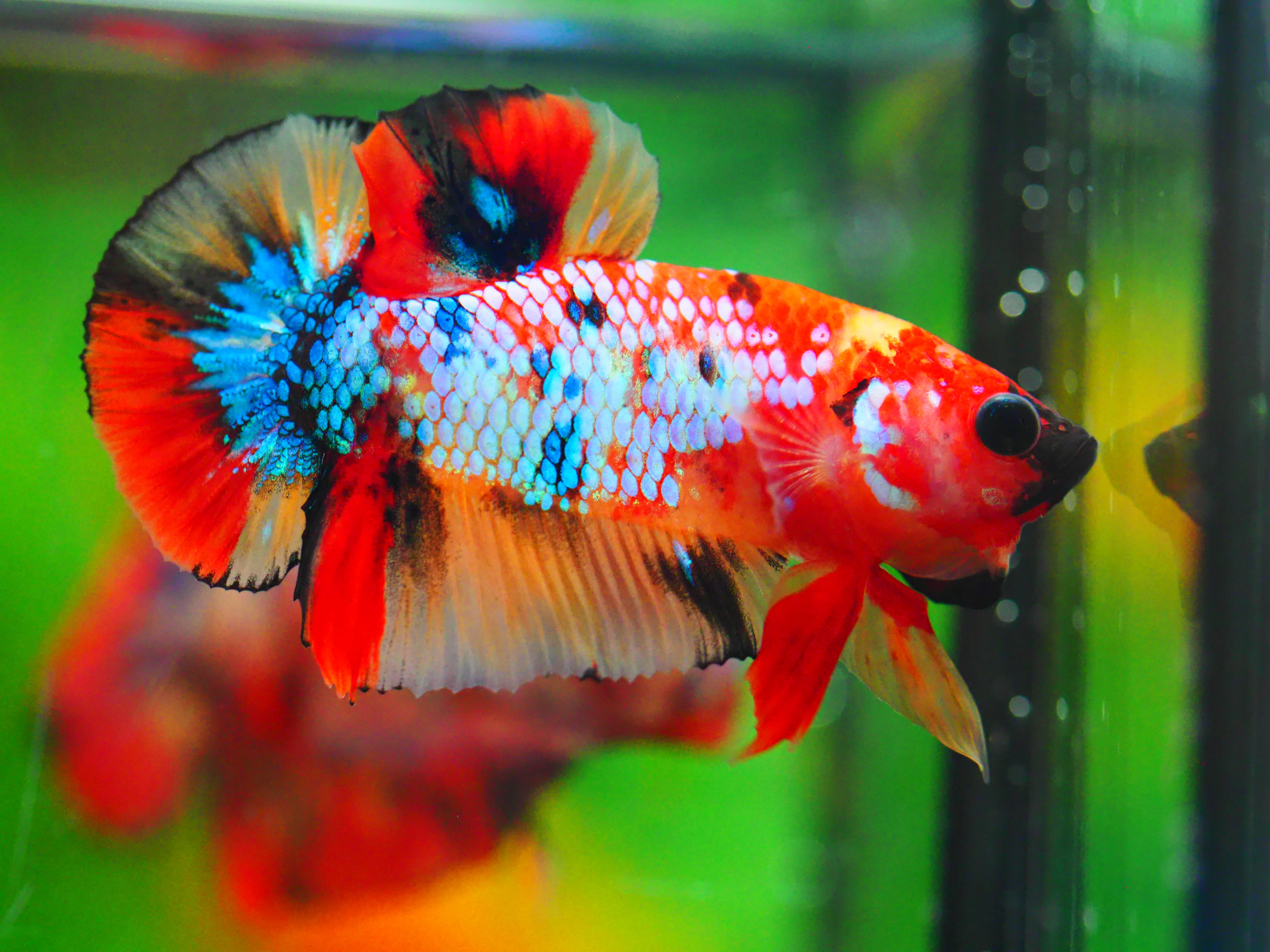 HMPK NEMO GALAXY MALE GRADE A +++