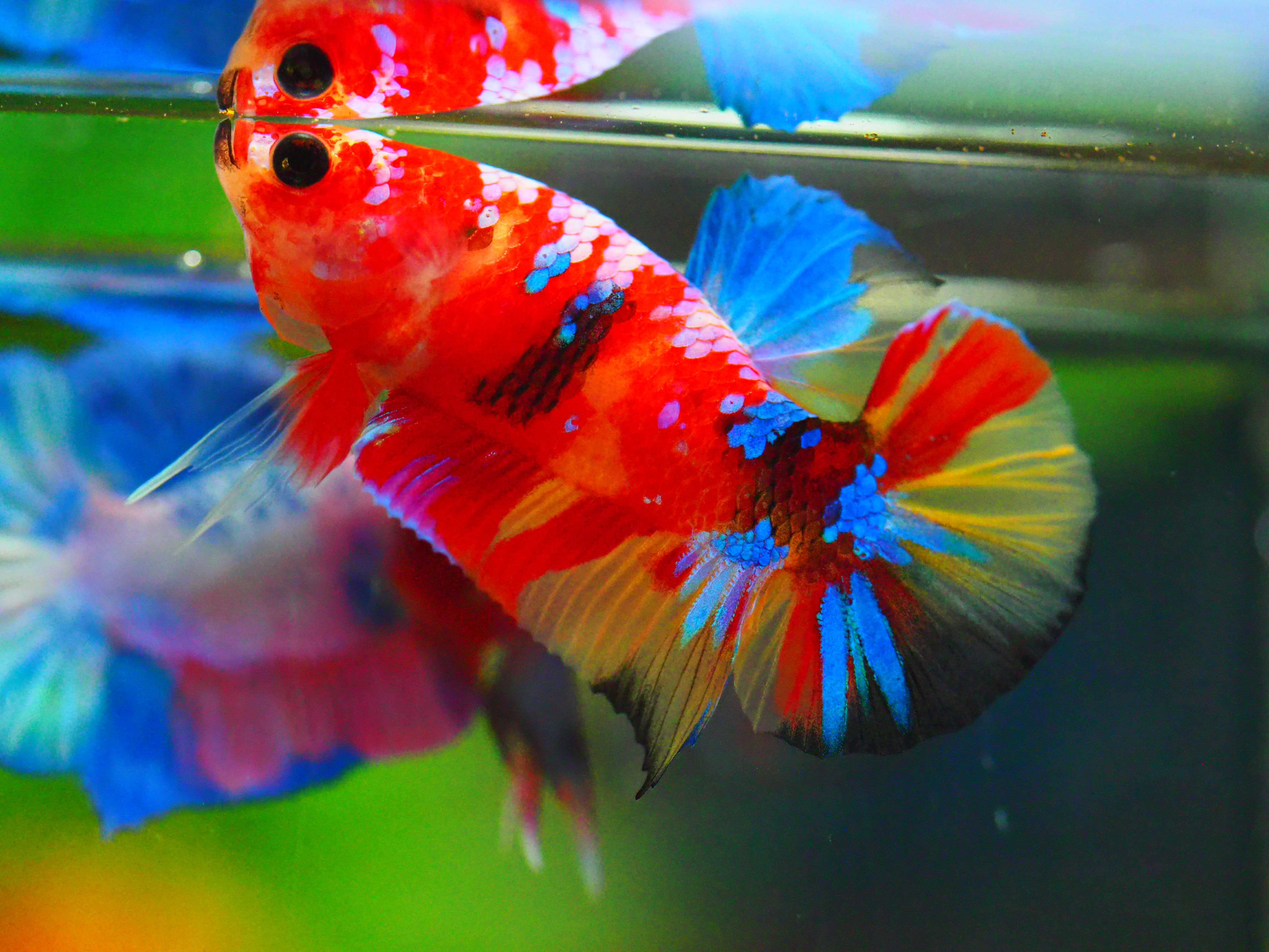 HMPK NEMO GALAXY MALE GRADE A +++