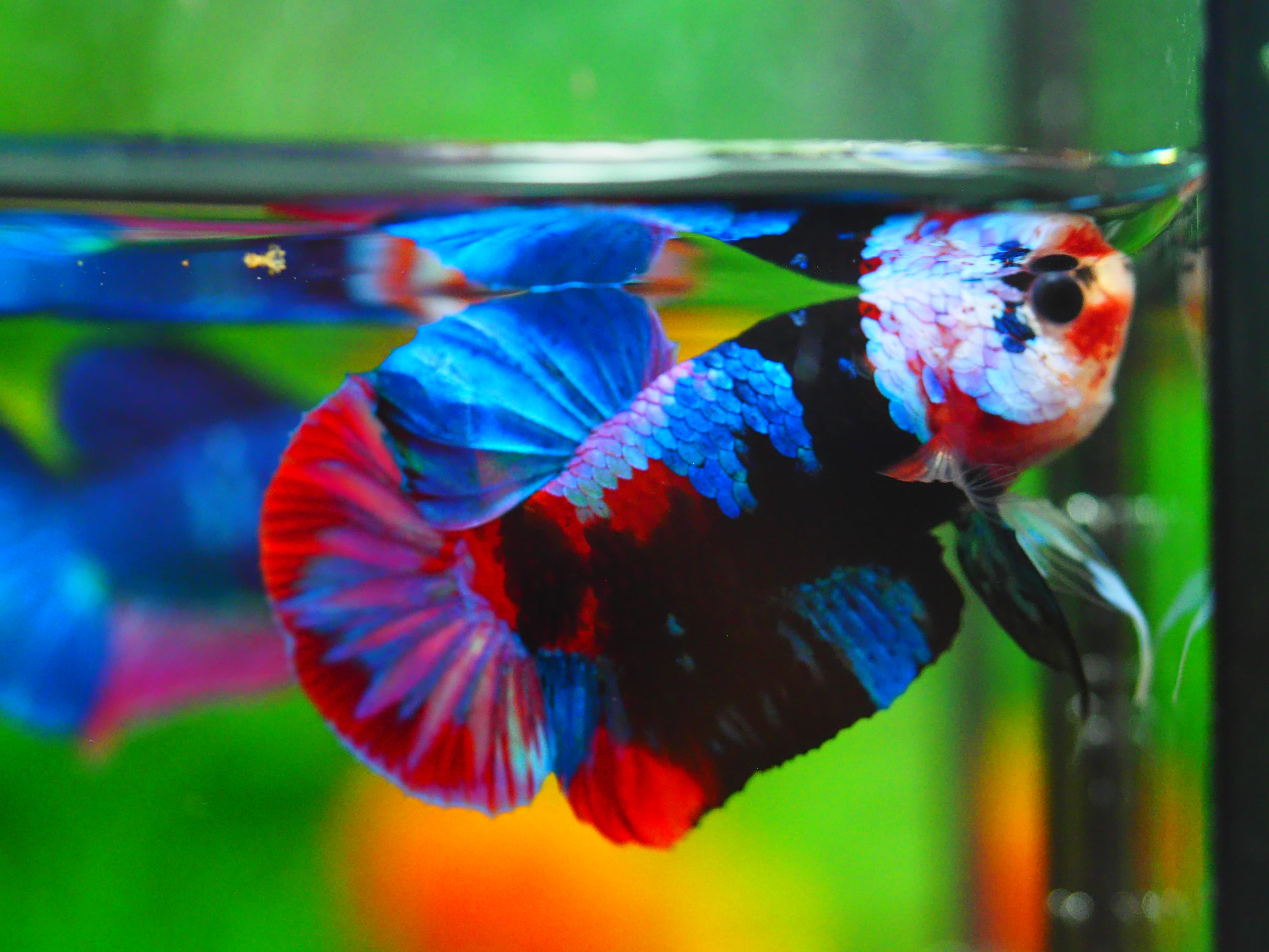 HMPK KOI GALAXY MALE GRADE A++