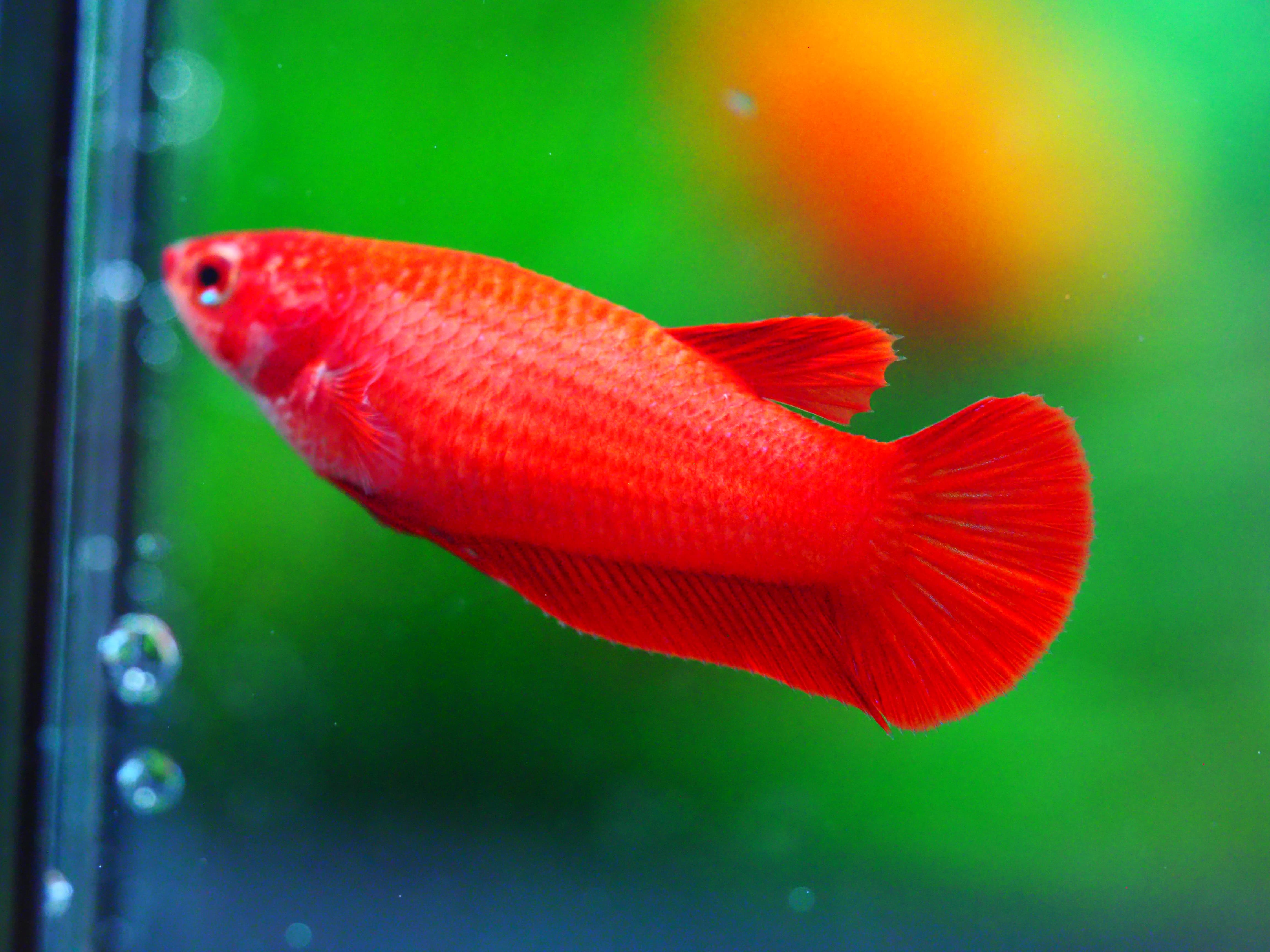 HMPK RED FNMALE GRADE A +++