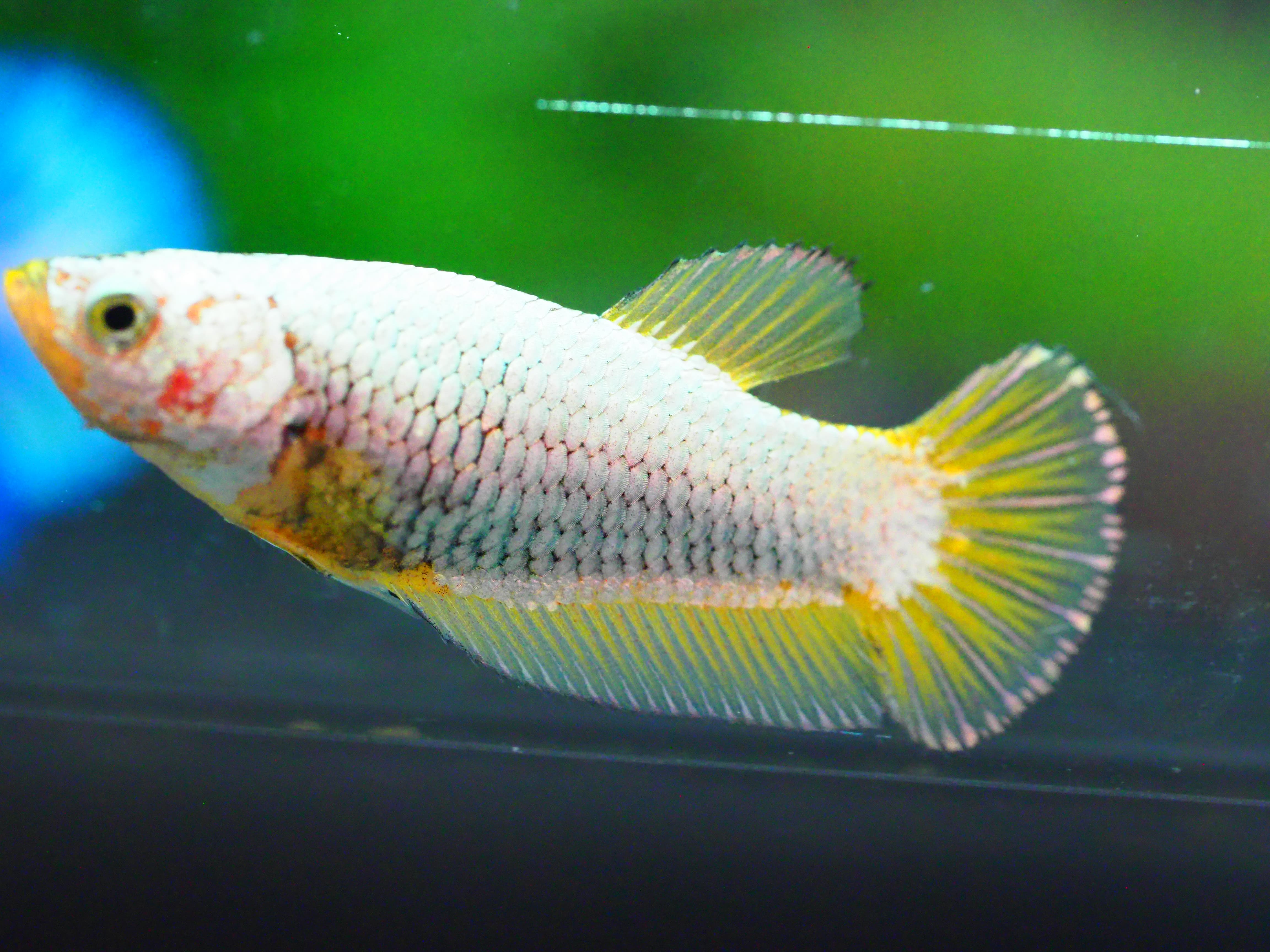 HMPK FANCY FNMALE GRADE A +++