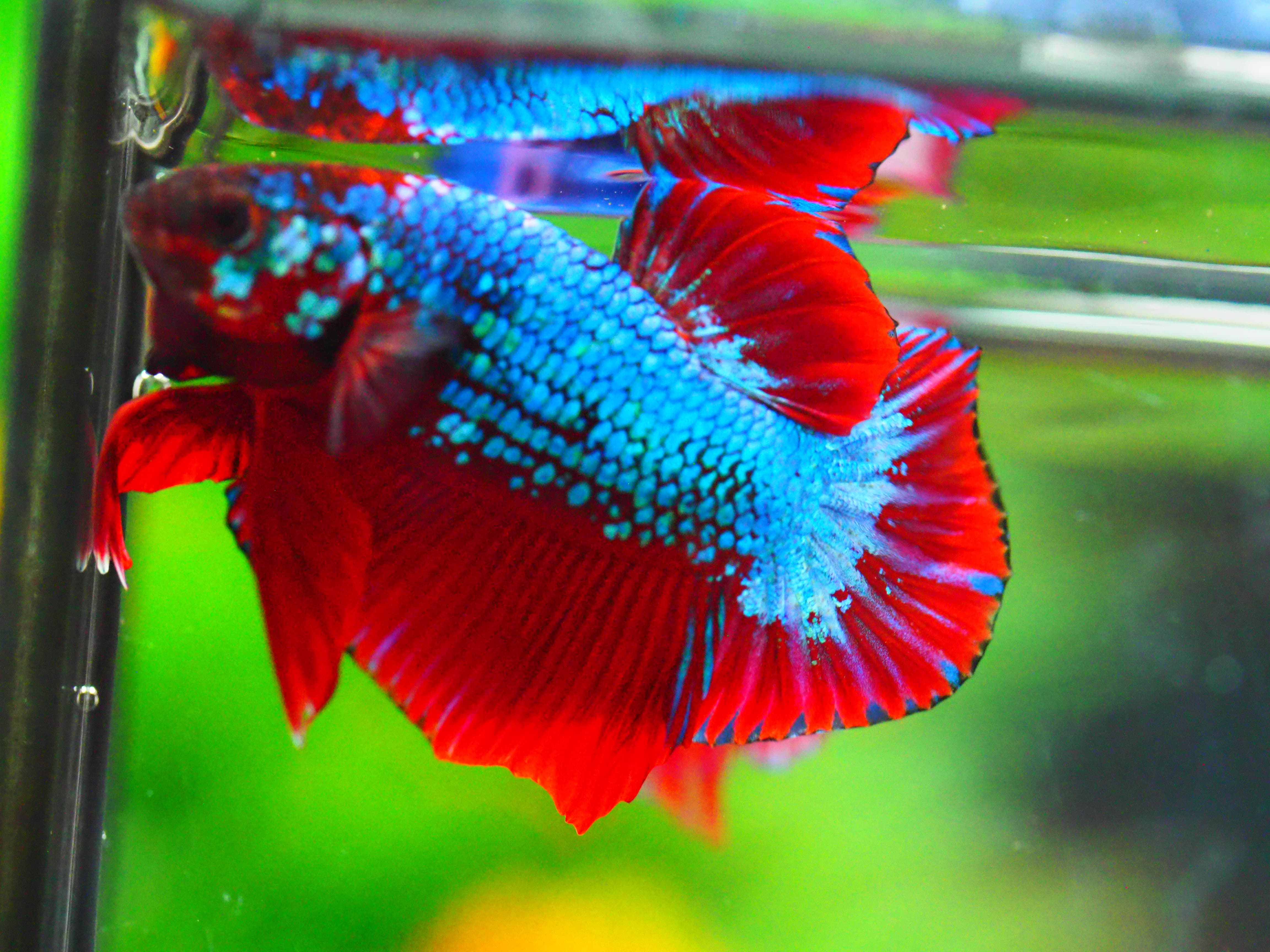 HMPK FANCY MALE GRADE A +++