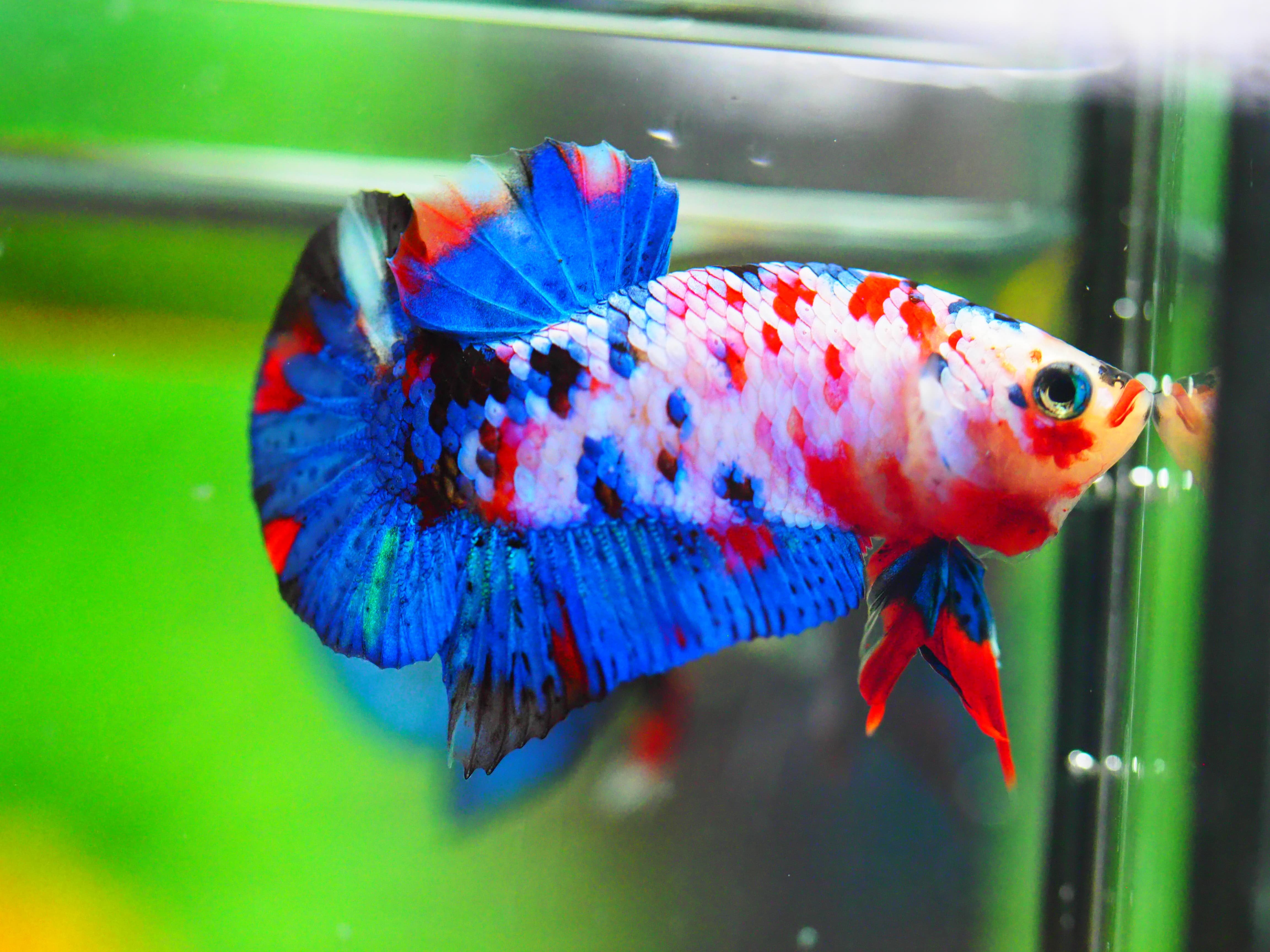 HMPK KOI GALAXY MALE GRADE A +++