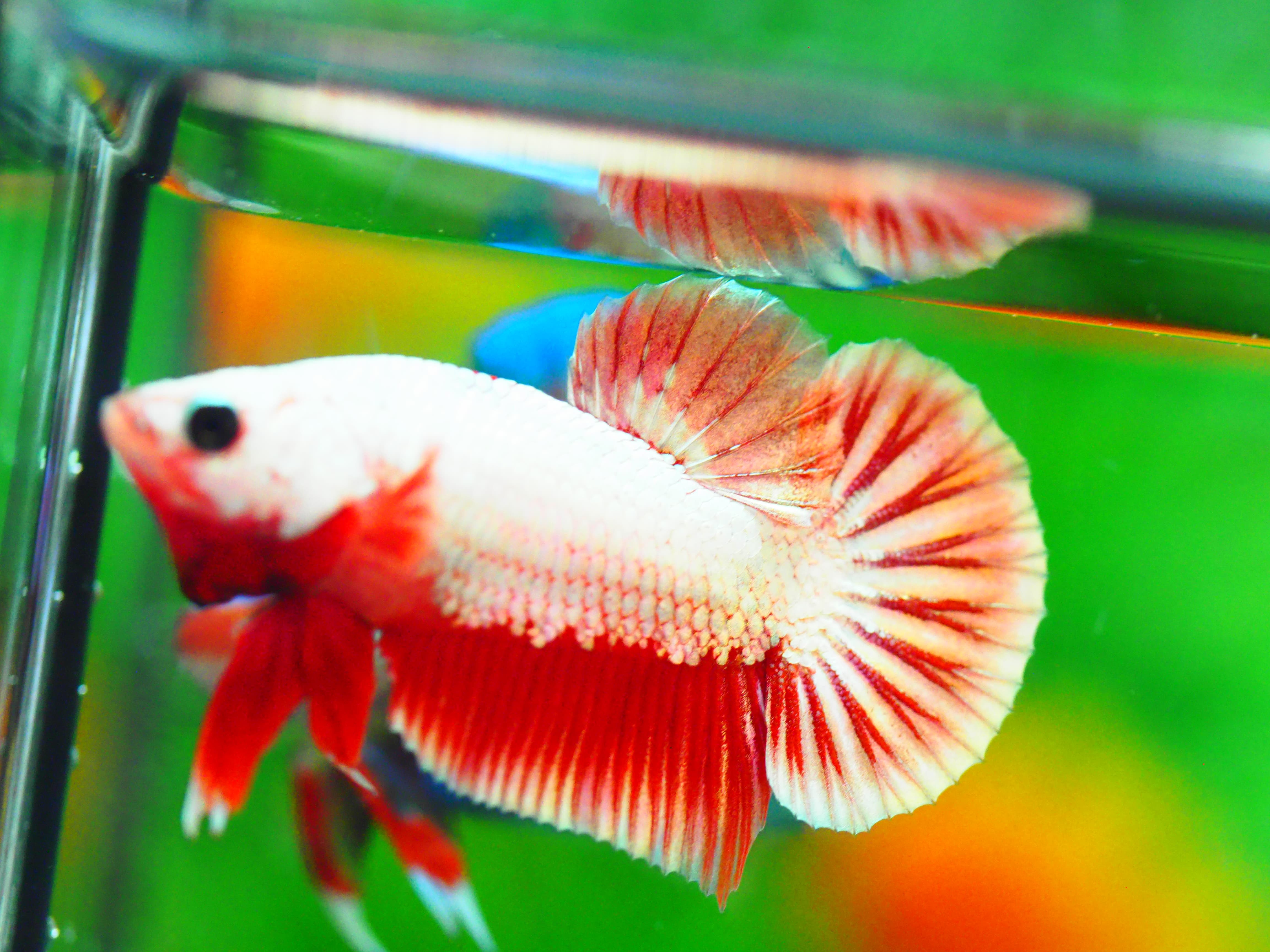 HMPK FANCY MALE GRADE A +++