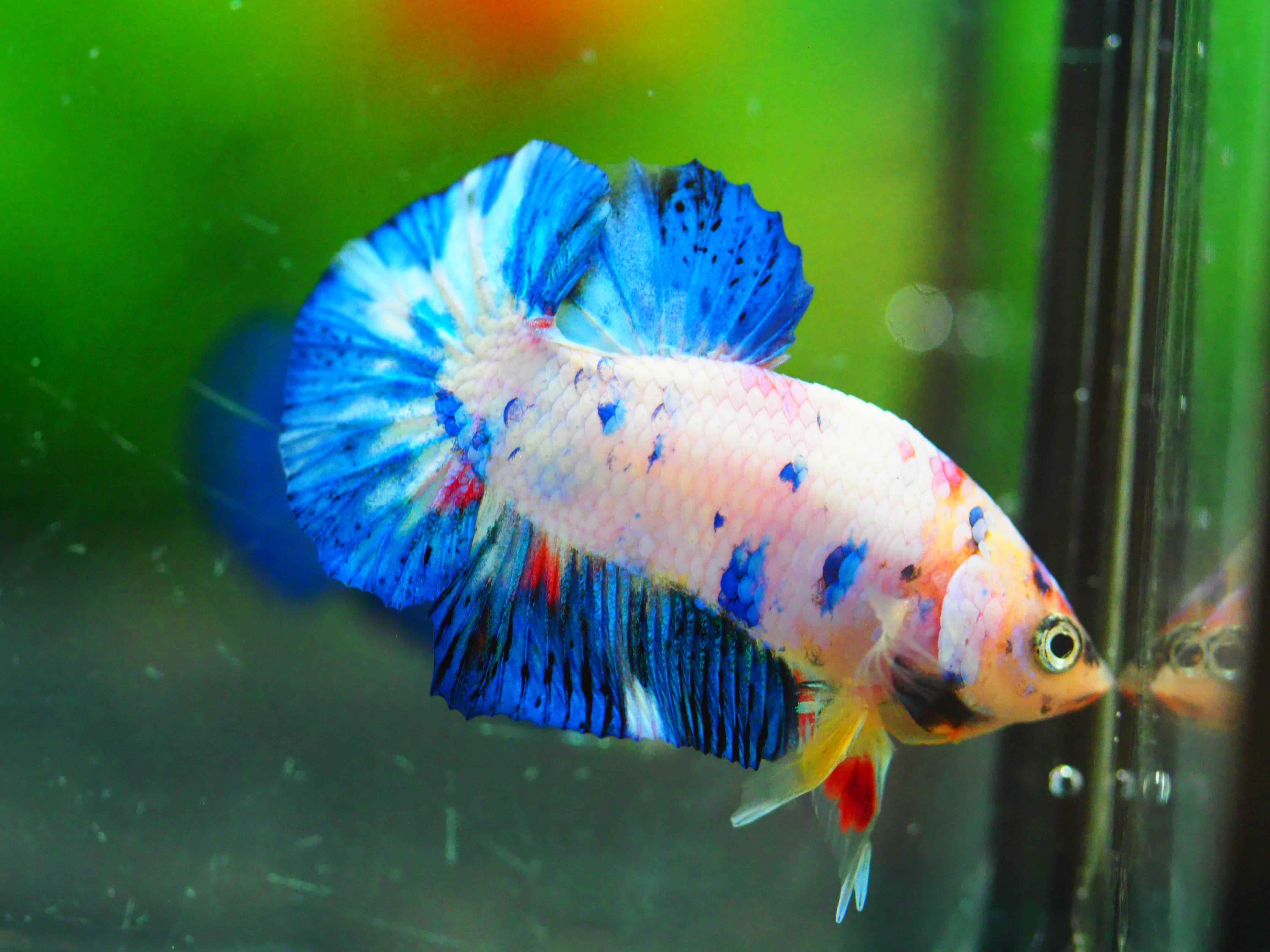 HMPK FANCY MALE GRADE A +++