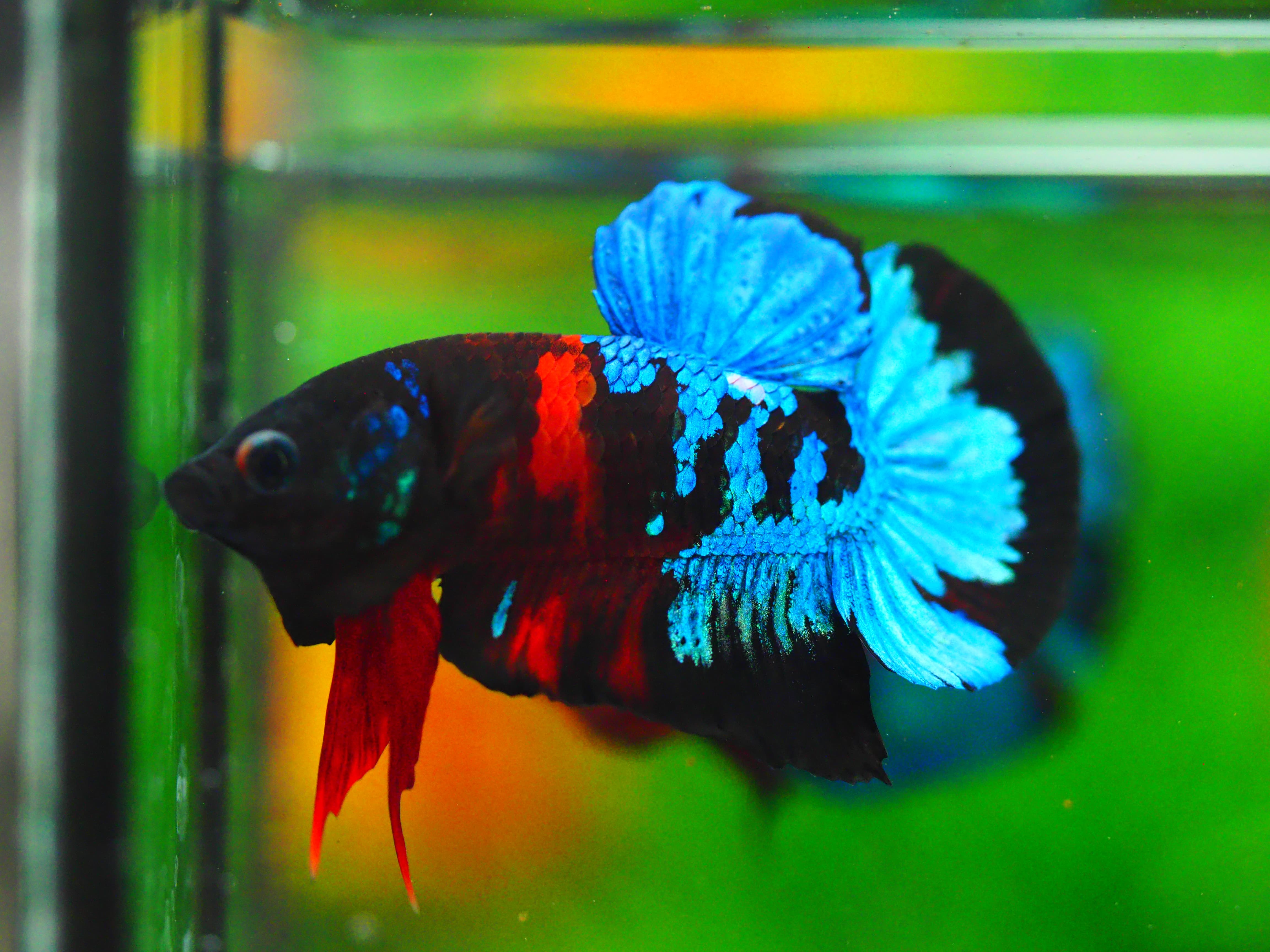 HMPK KOI GALAXY MALE GRADE A +++