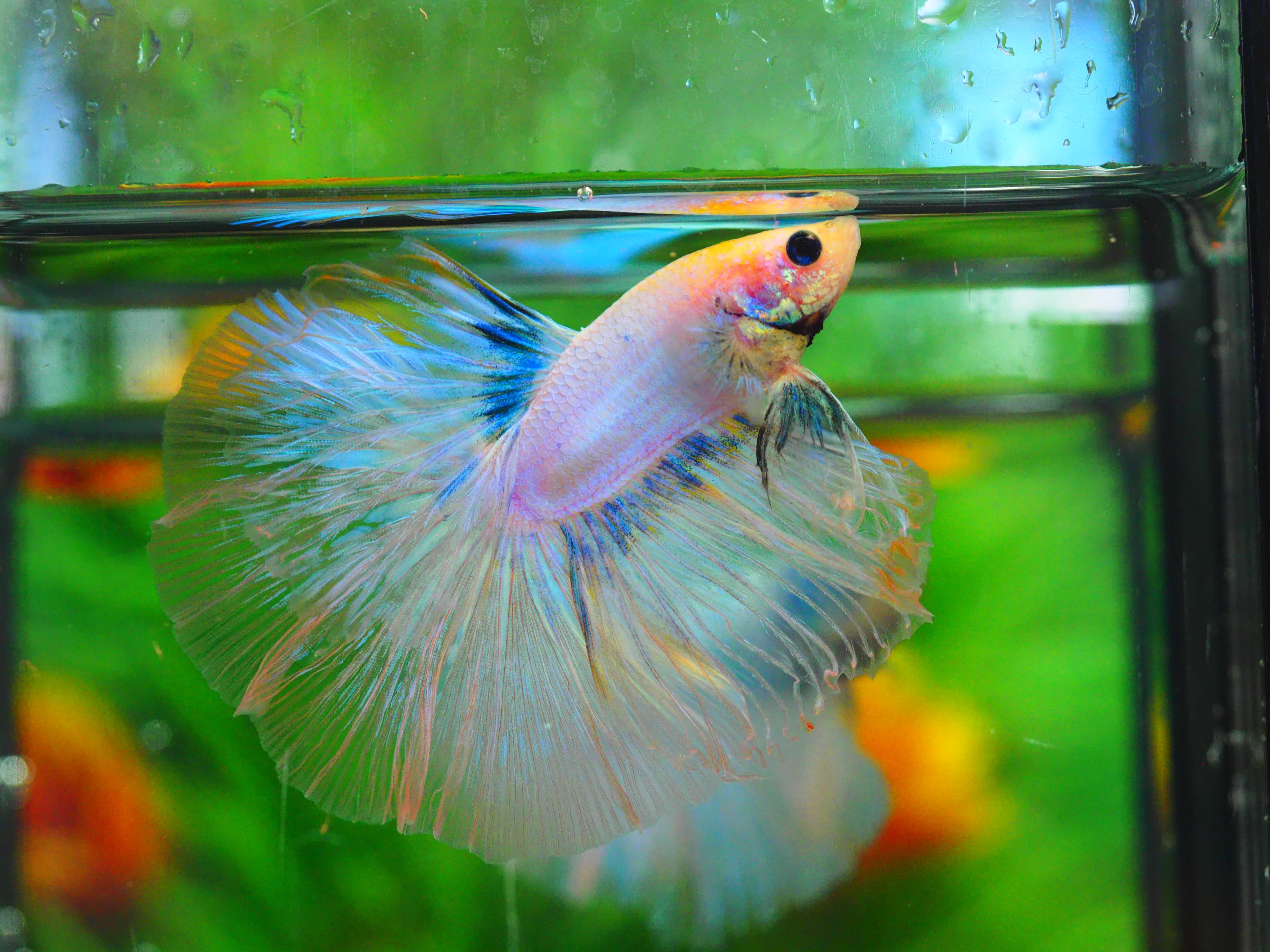 HM FANCY MALE GRADE A++