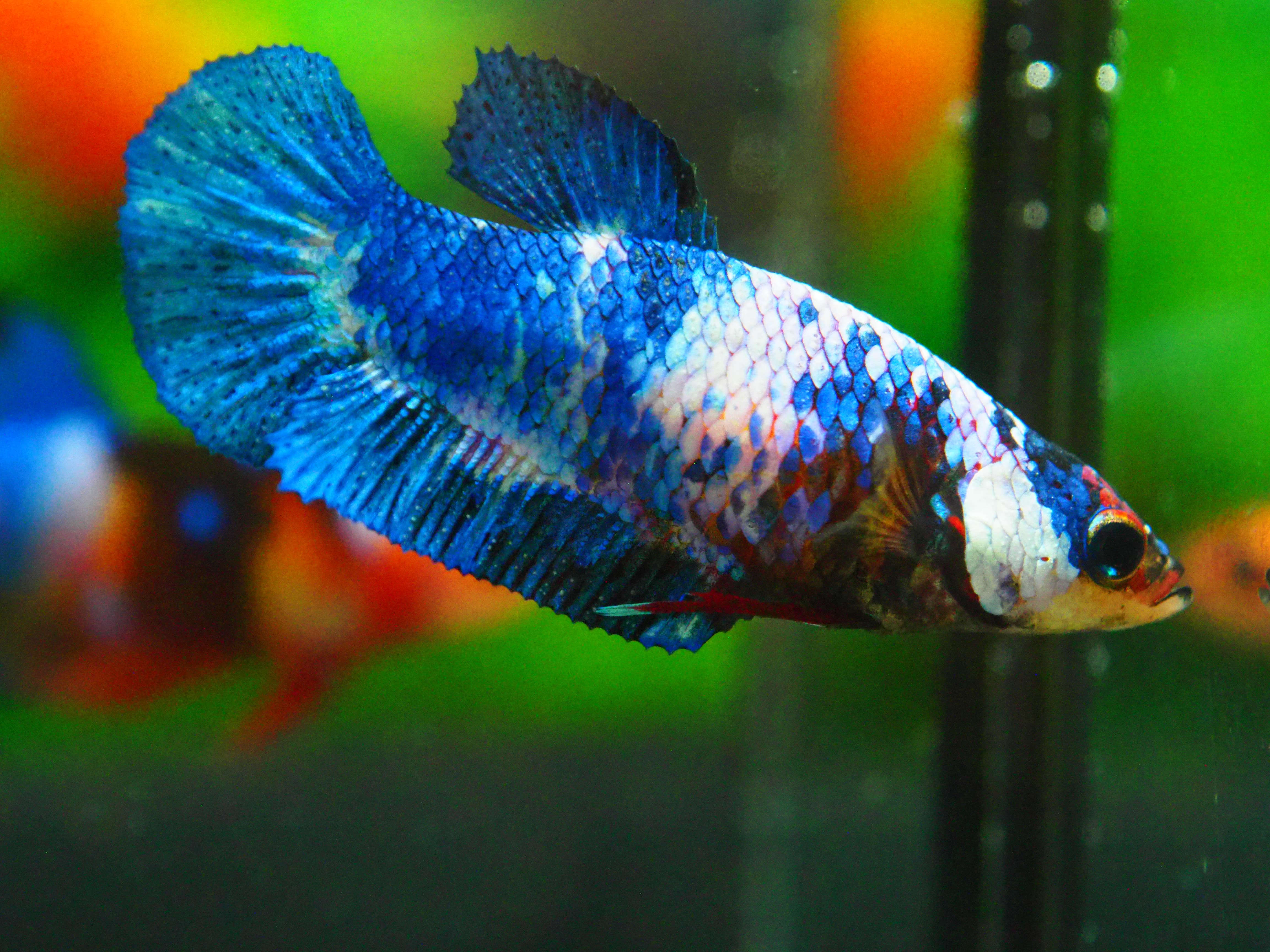 HMPK KOI FANCY FN MALE GRADE A +++