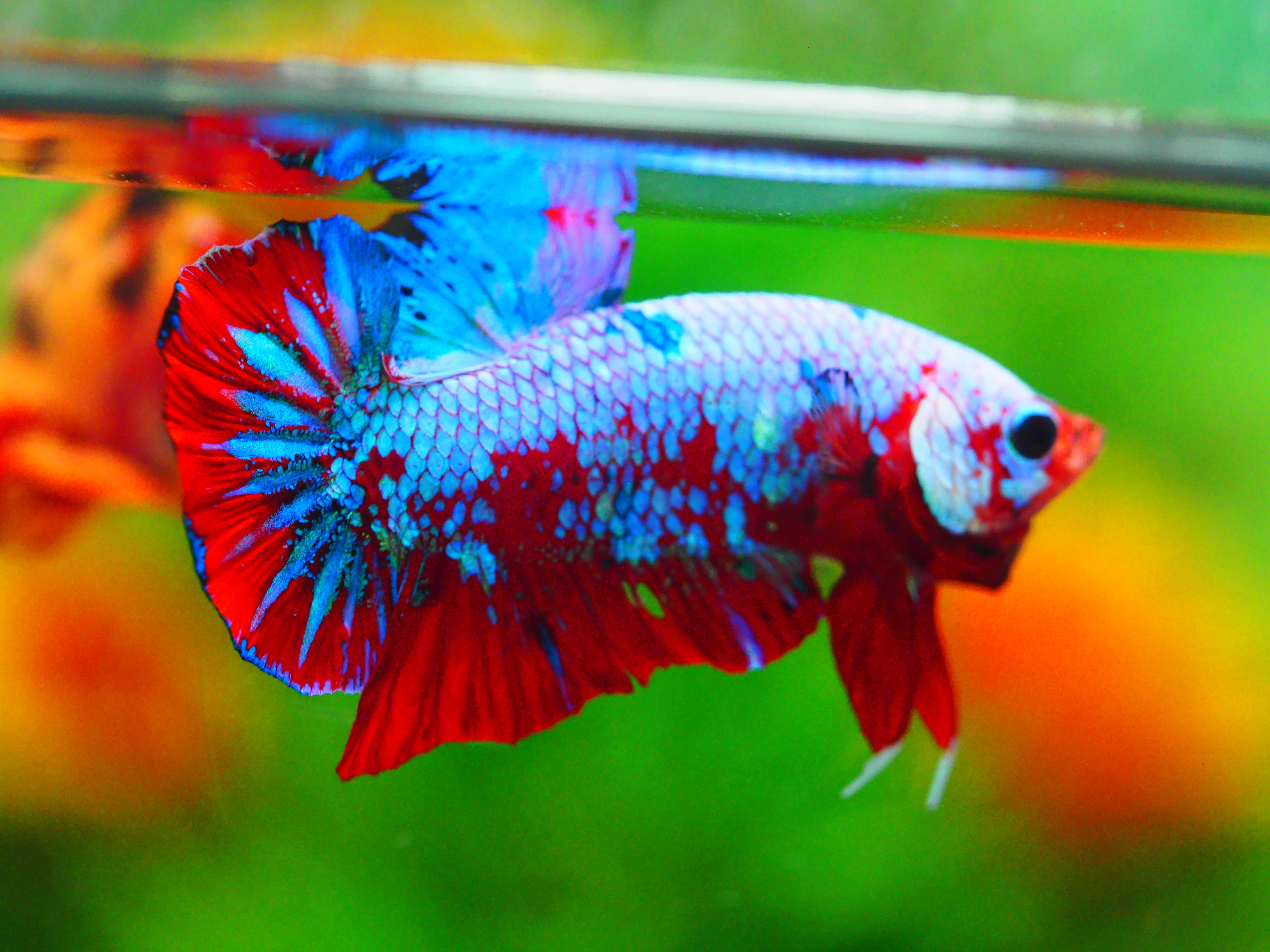 HMPK KOI GALAXY MALE GRADE A +++