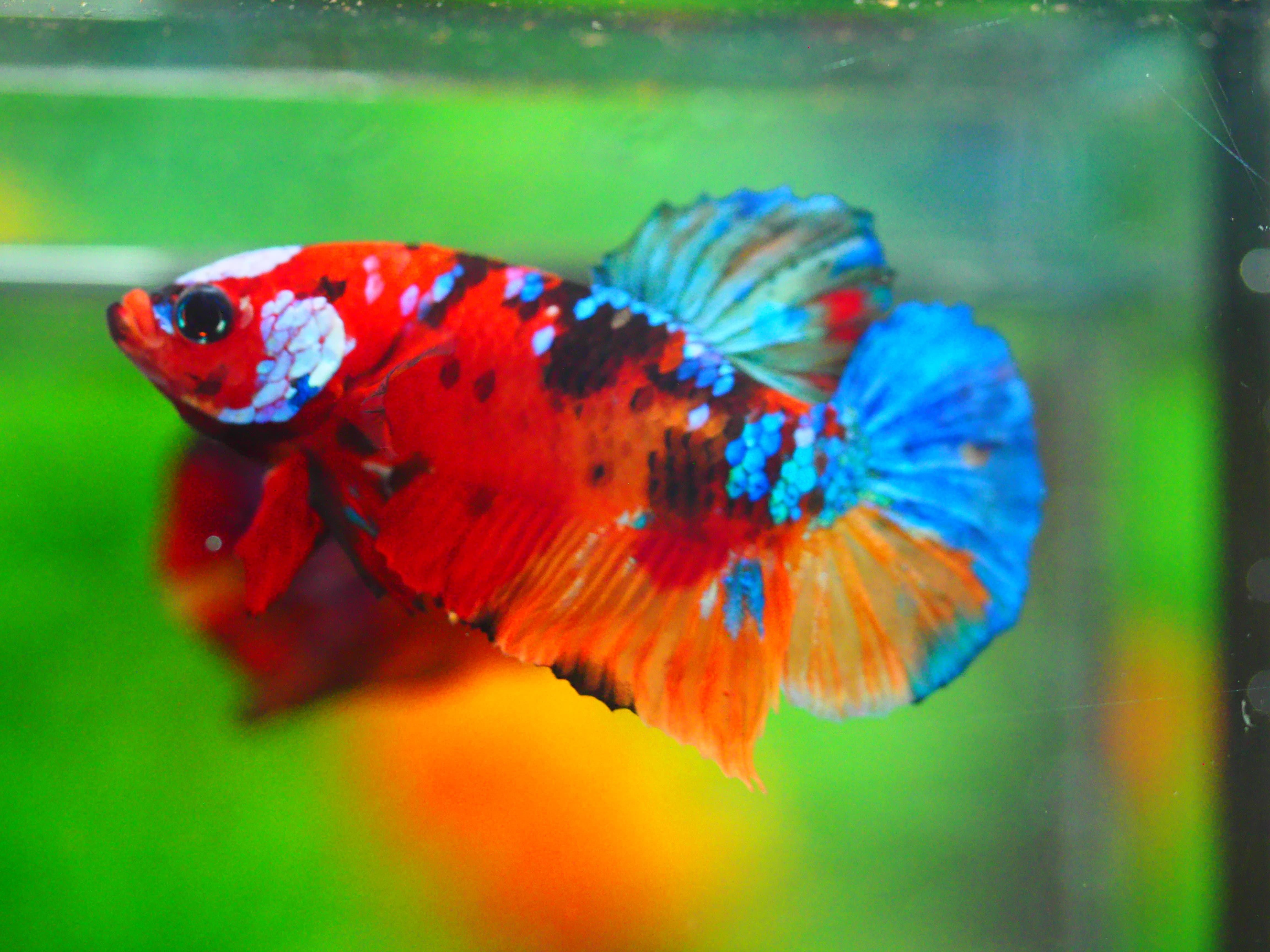 HMPK NEMO GALAXY MALE GRADE A +++