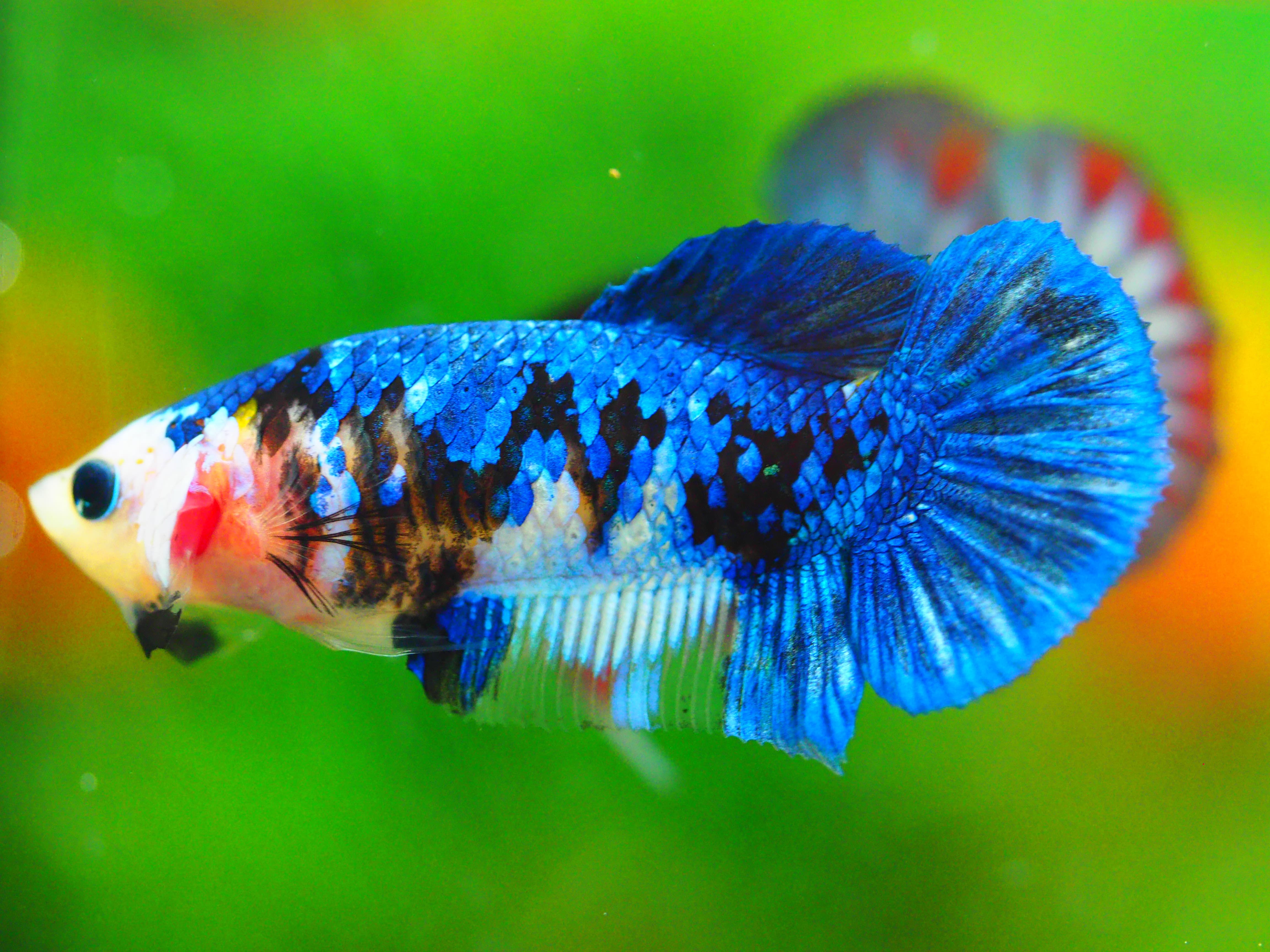 HMPK KOI GALAXY FNMALE GRADE A +++