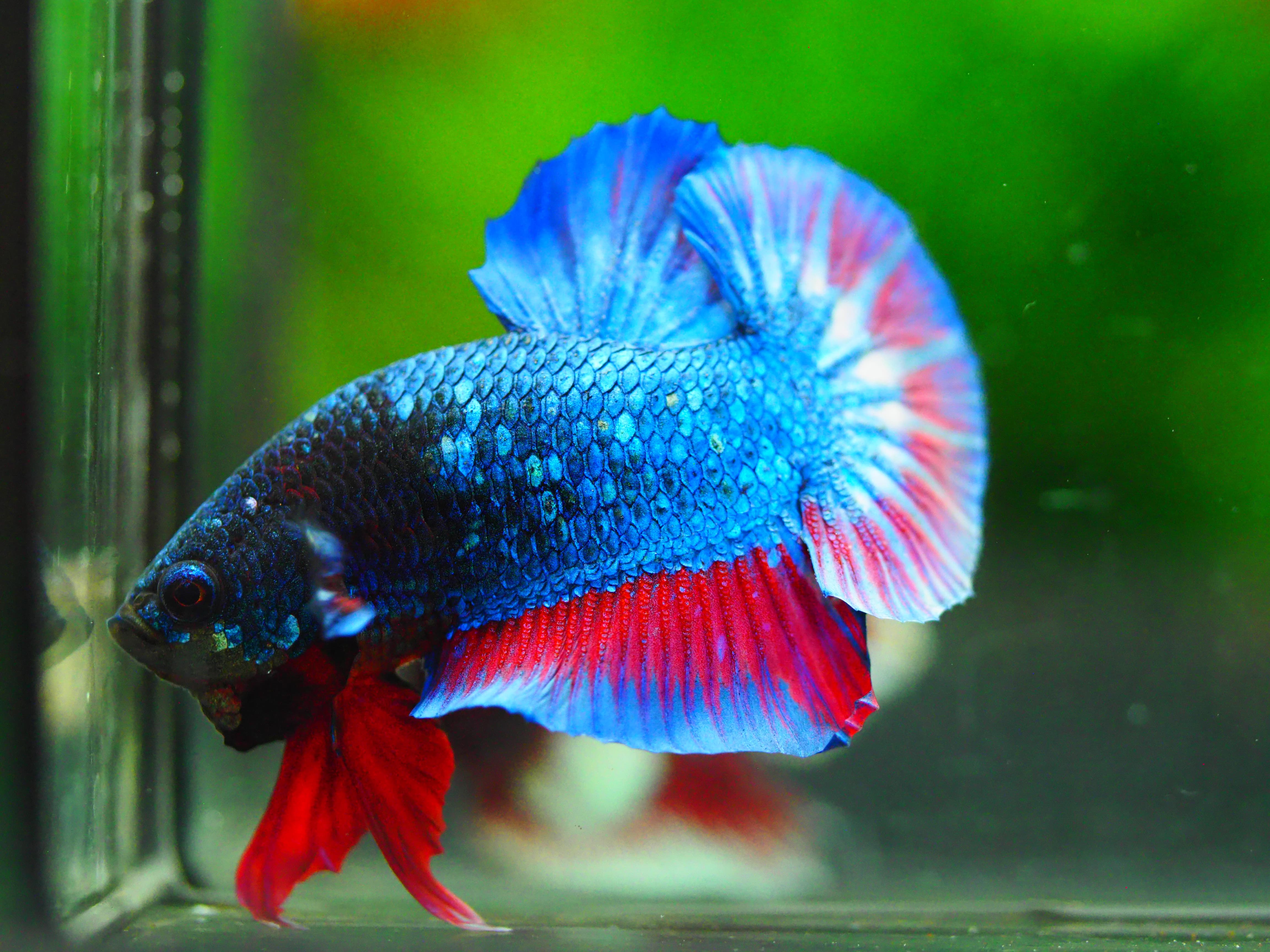 HMPK FANCY MALE GRADE A +++