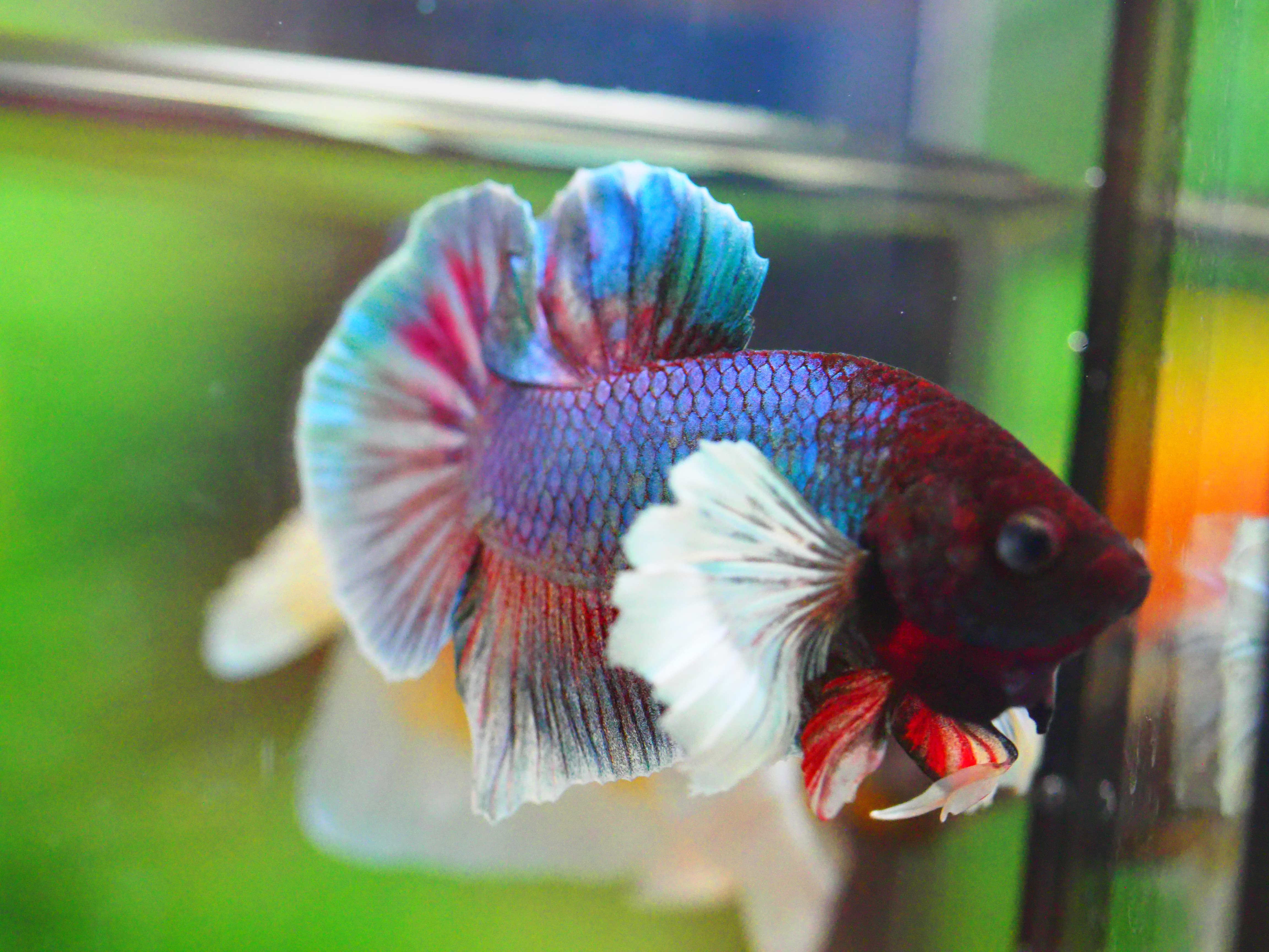 HMPK DUMBO MALE GRADE A +++