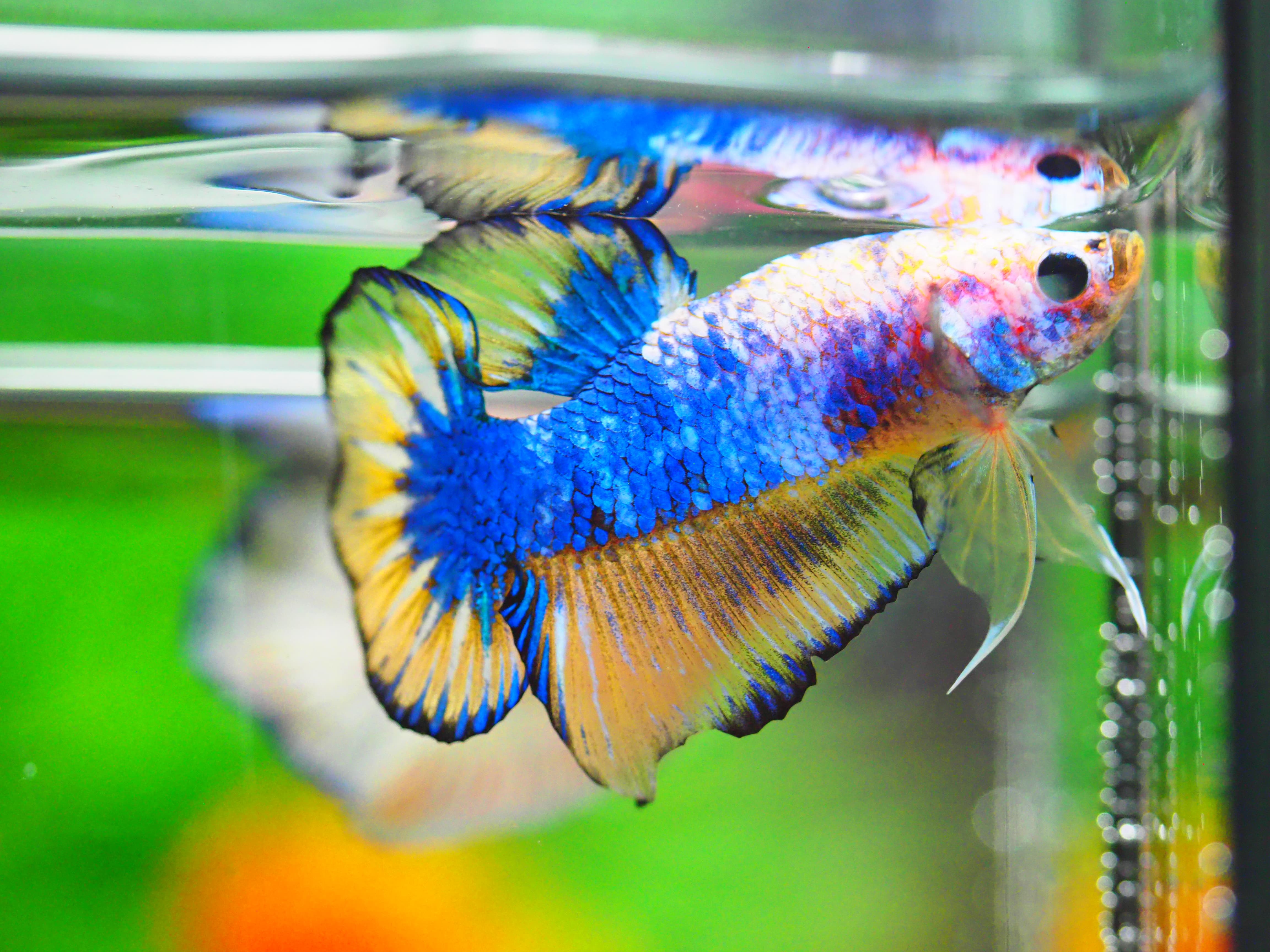 HMPK FANCY MALE GRADE A +++