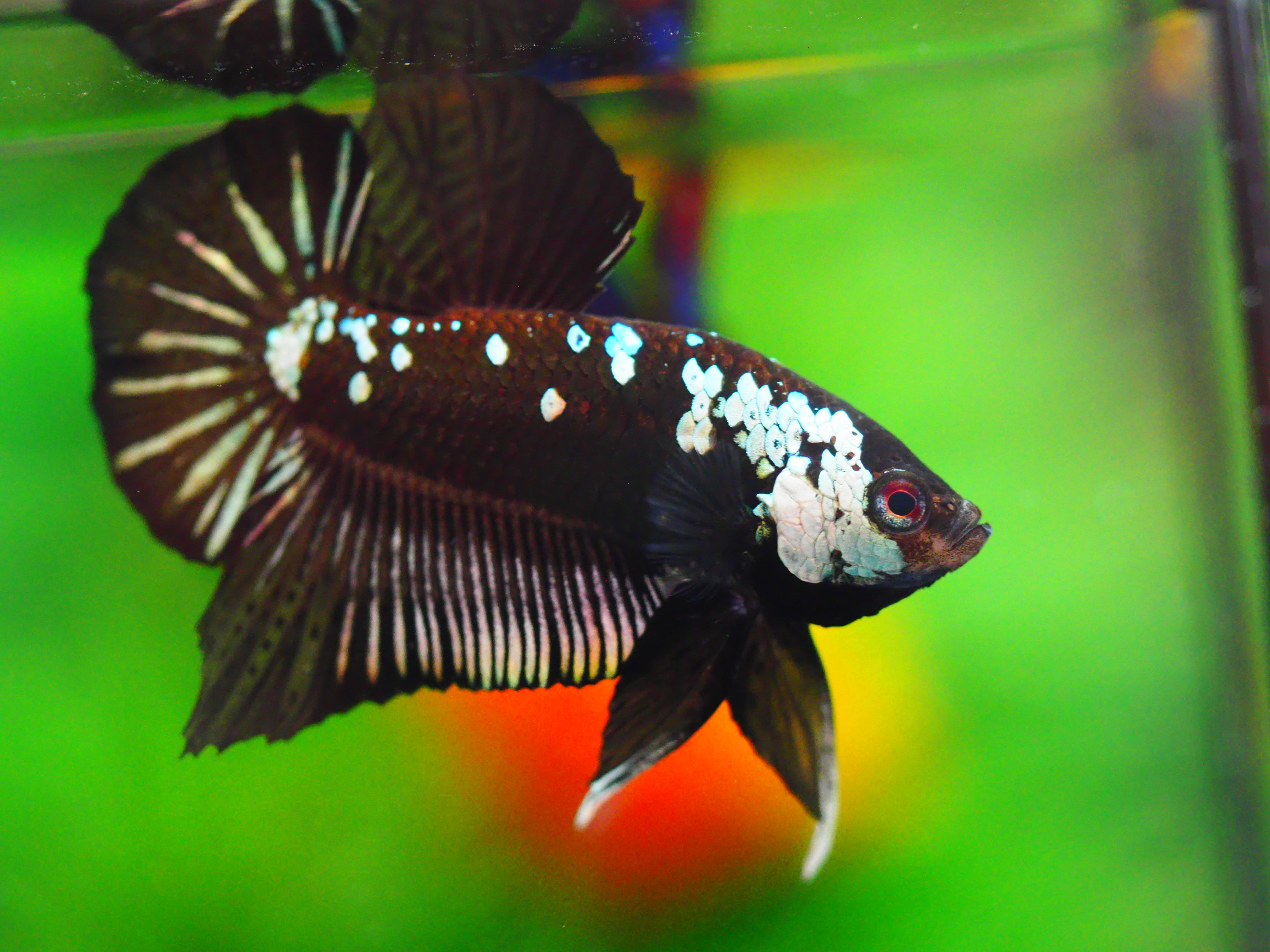 HMPK SAMURIA MALE GRADE A++