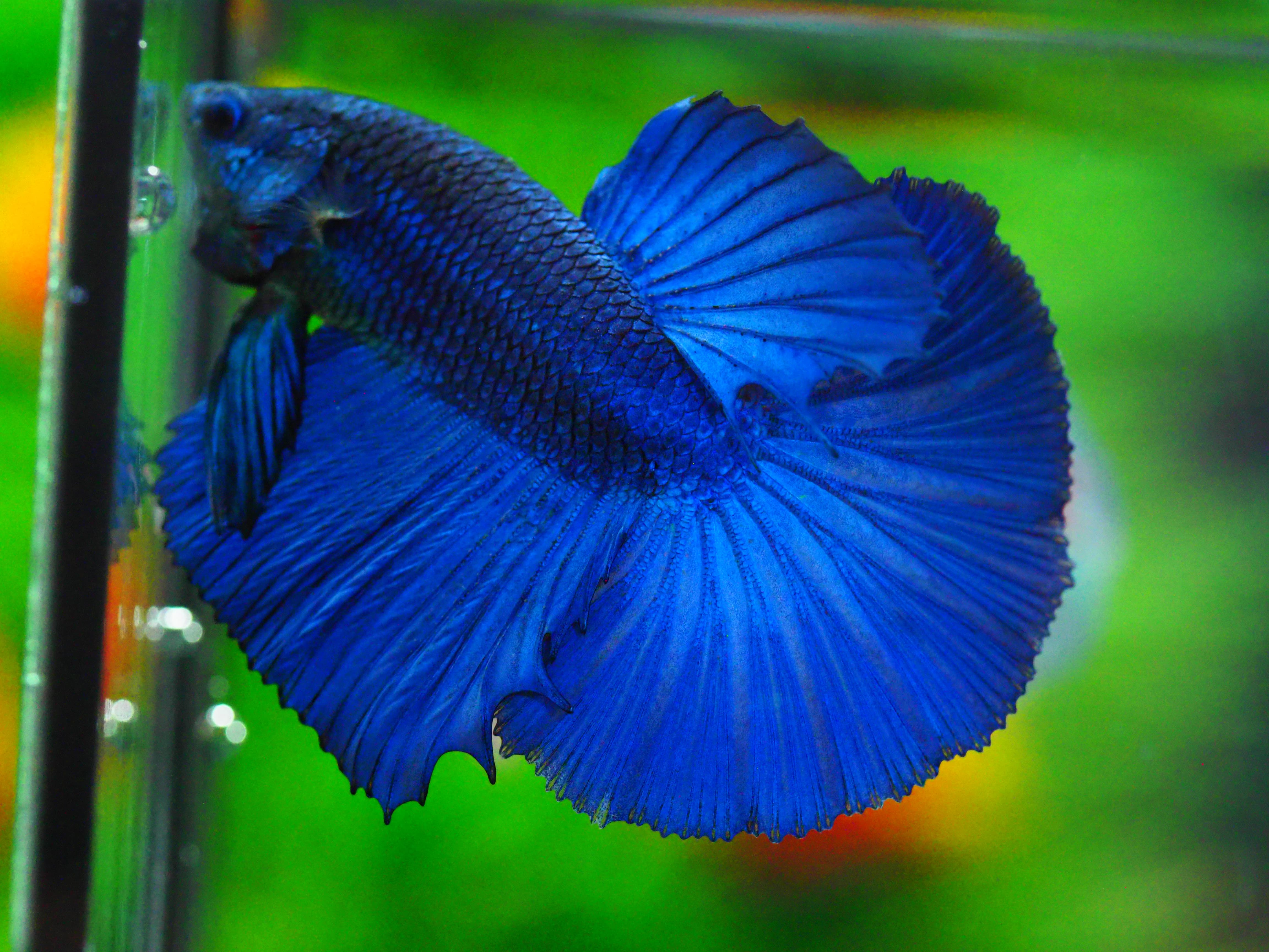 HM FANCY MALE GRADE A +++