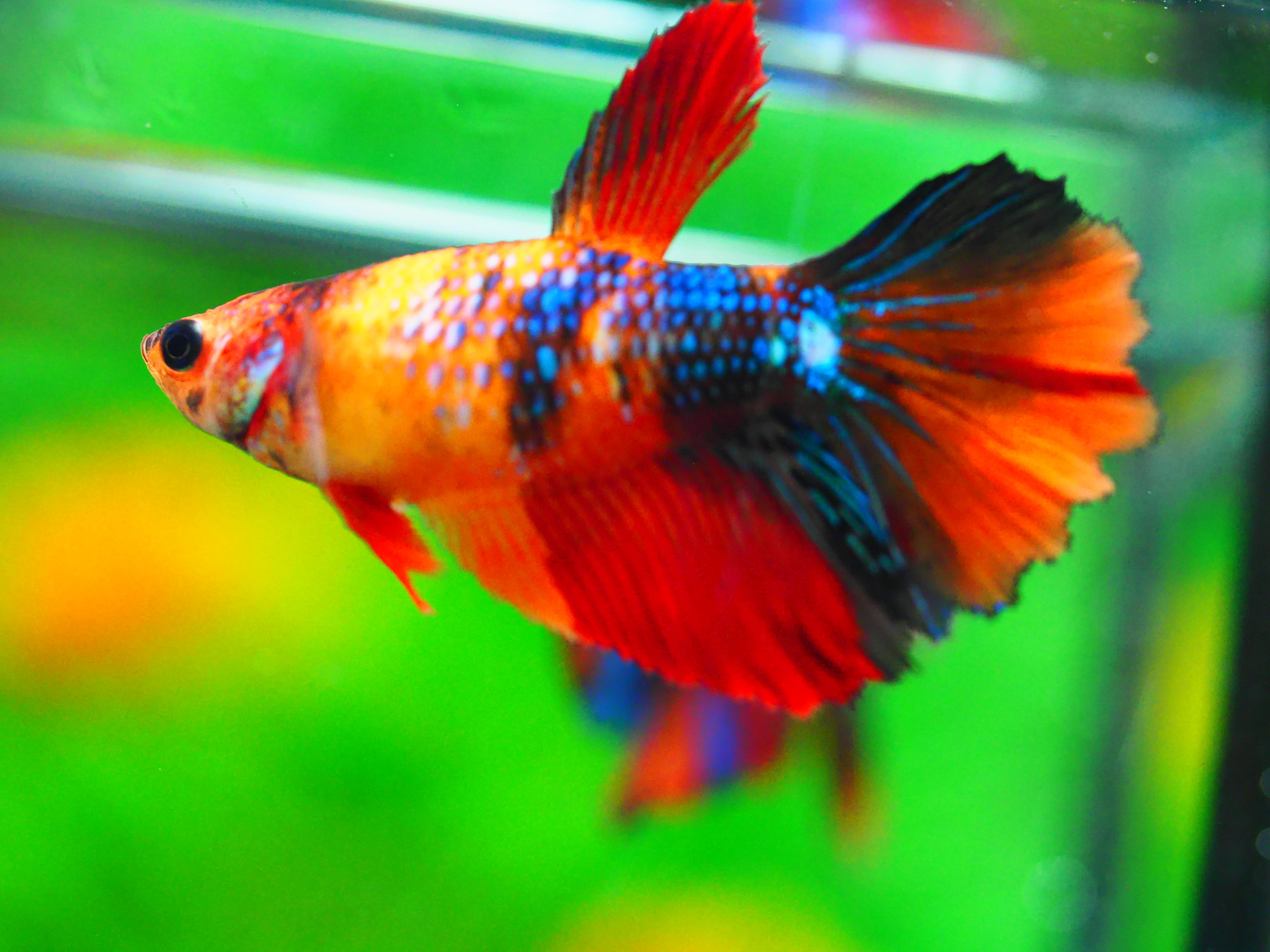 HM NEMO GALAXY FNMALE GRADE A +++