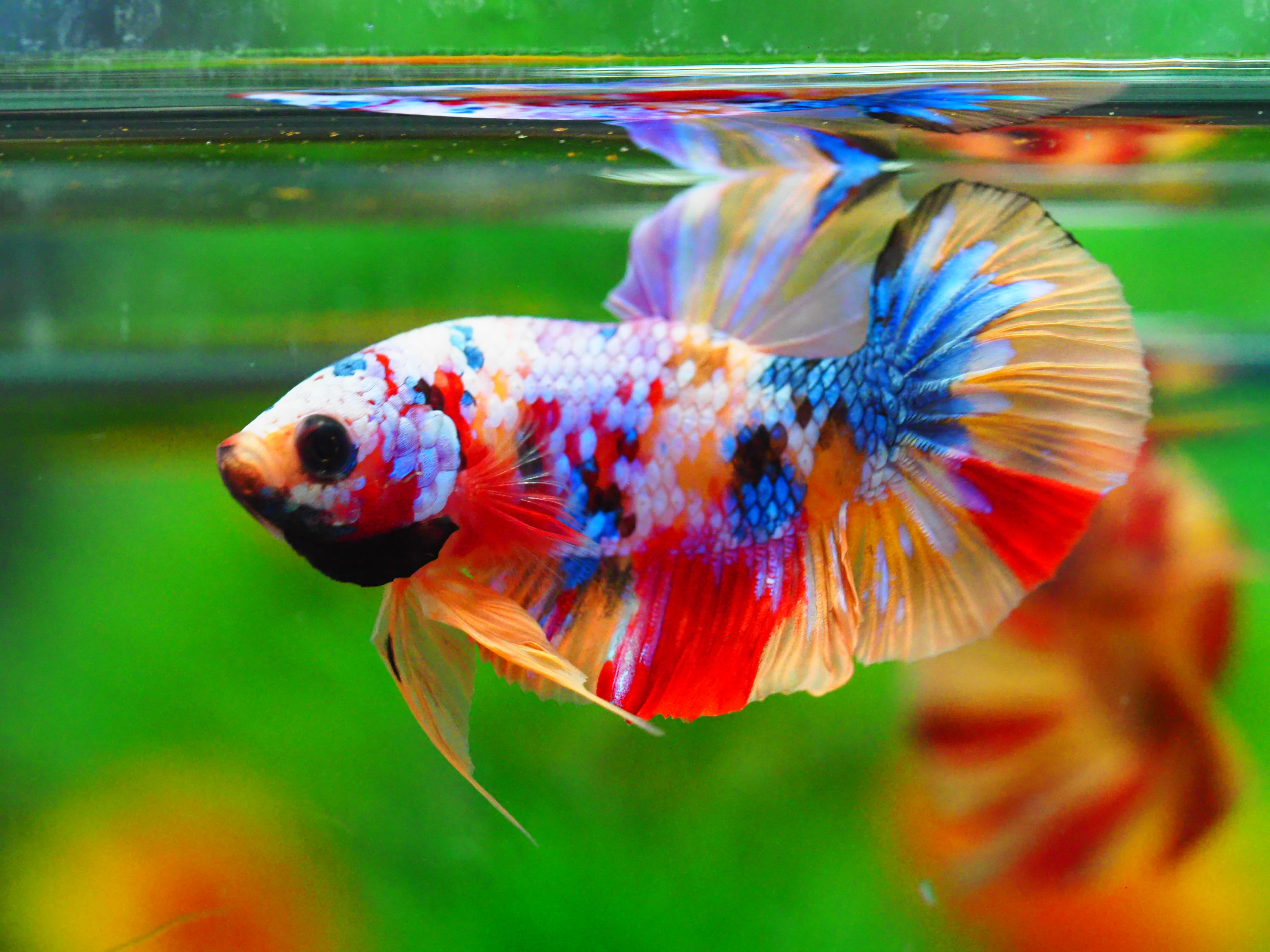 HMPK NEMO GALAXY MALE GRADE A +++