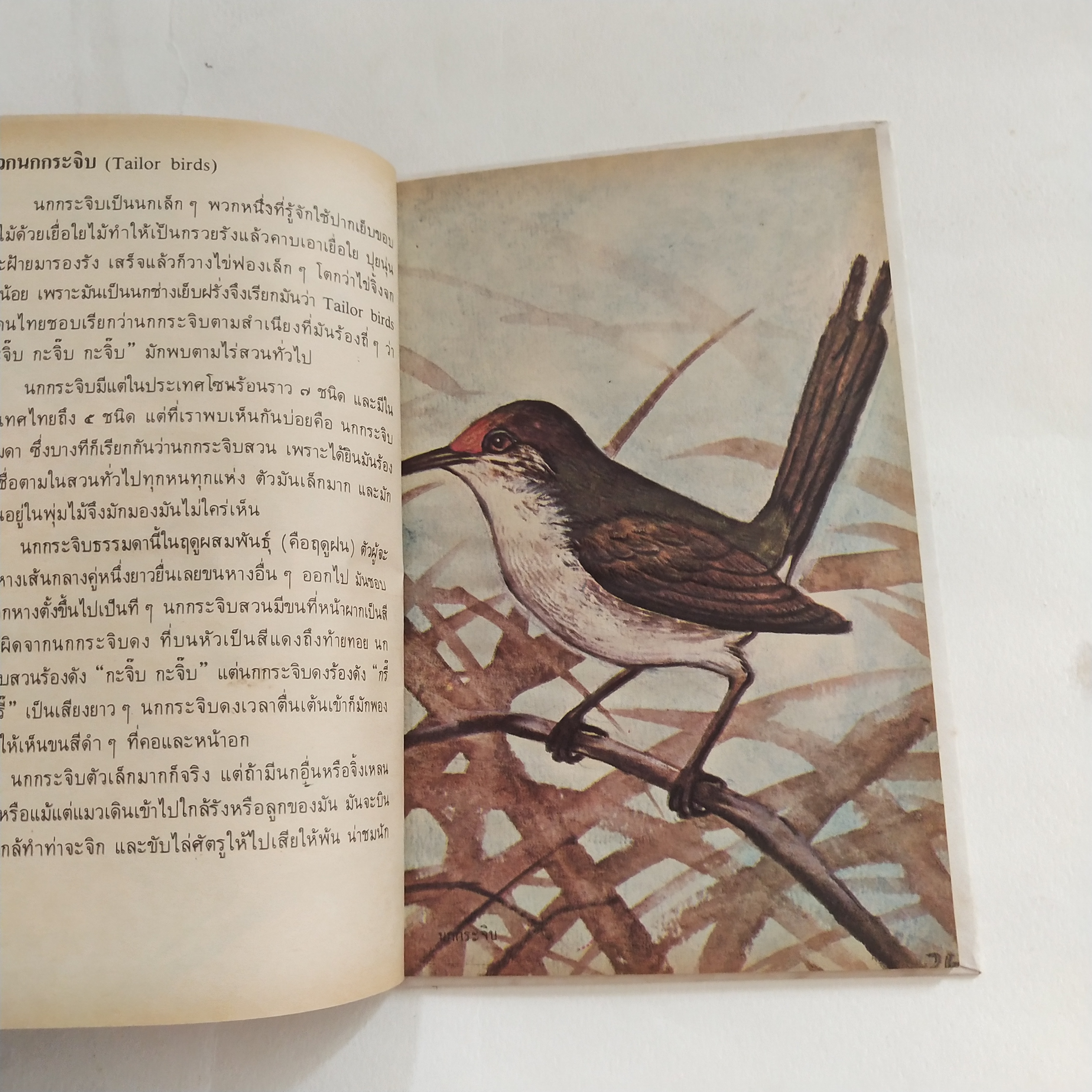 หนังสือเล่มเล็ก ชุดความรู้ไทย ขององค์การค้าของคุรุสภา นกสวน โดย นายแพทย์บุญส่ง เลขะกุล พิมพ์ครั้งที่ 2 2526ฤ