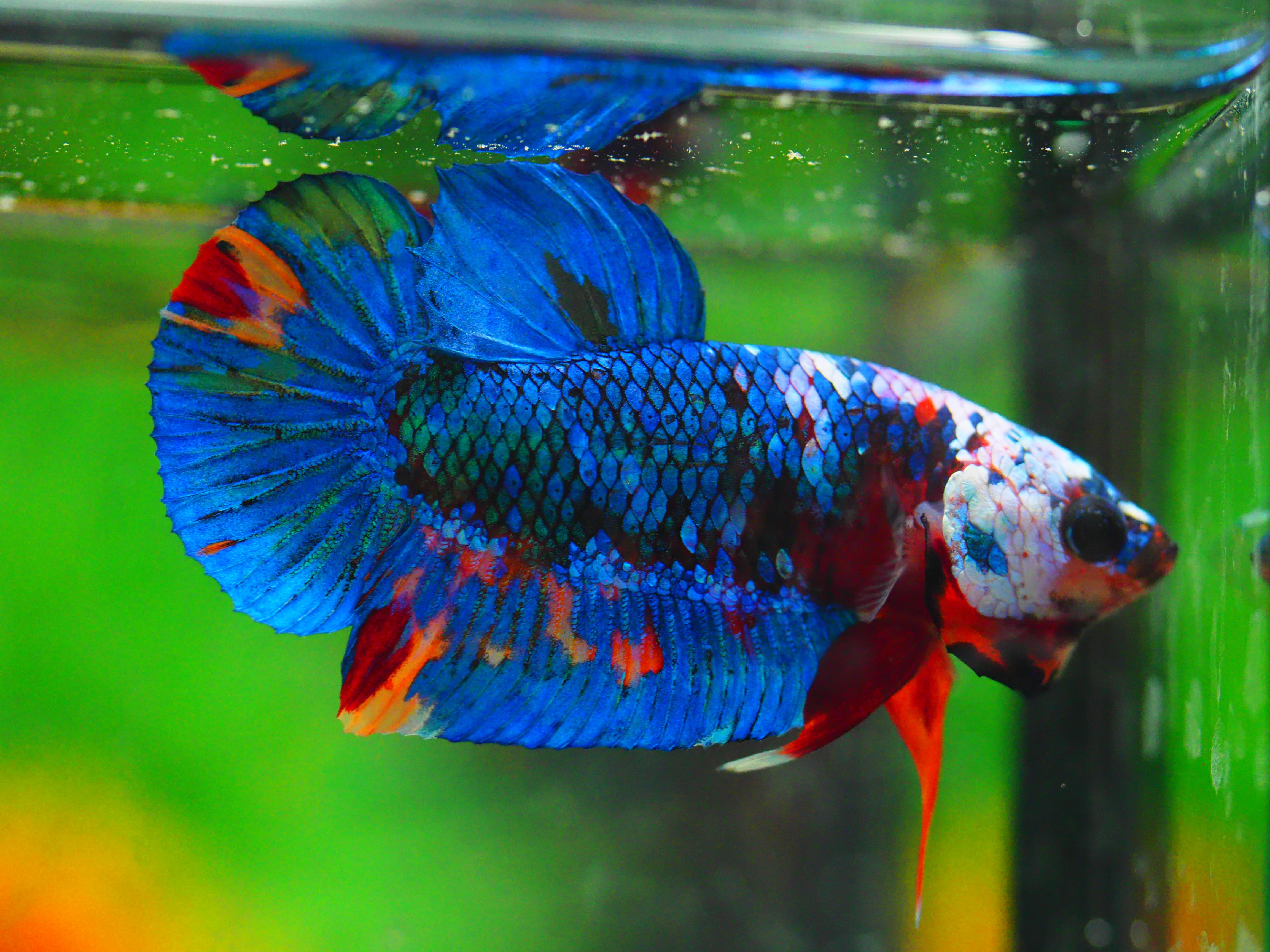 HMPK KOI GALAXY MALE GRADE A +++