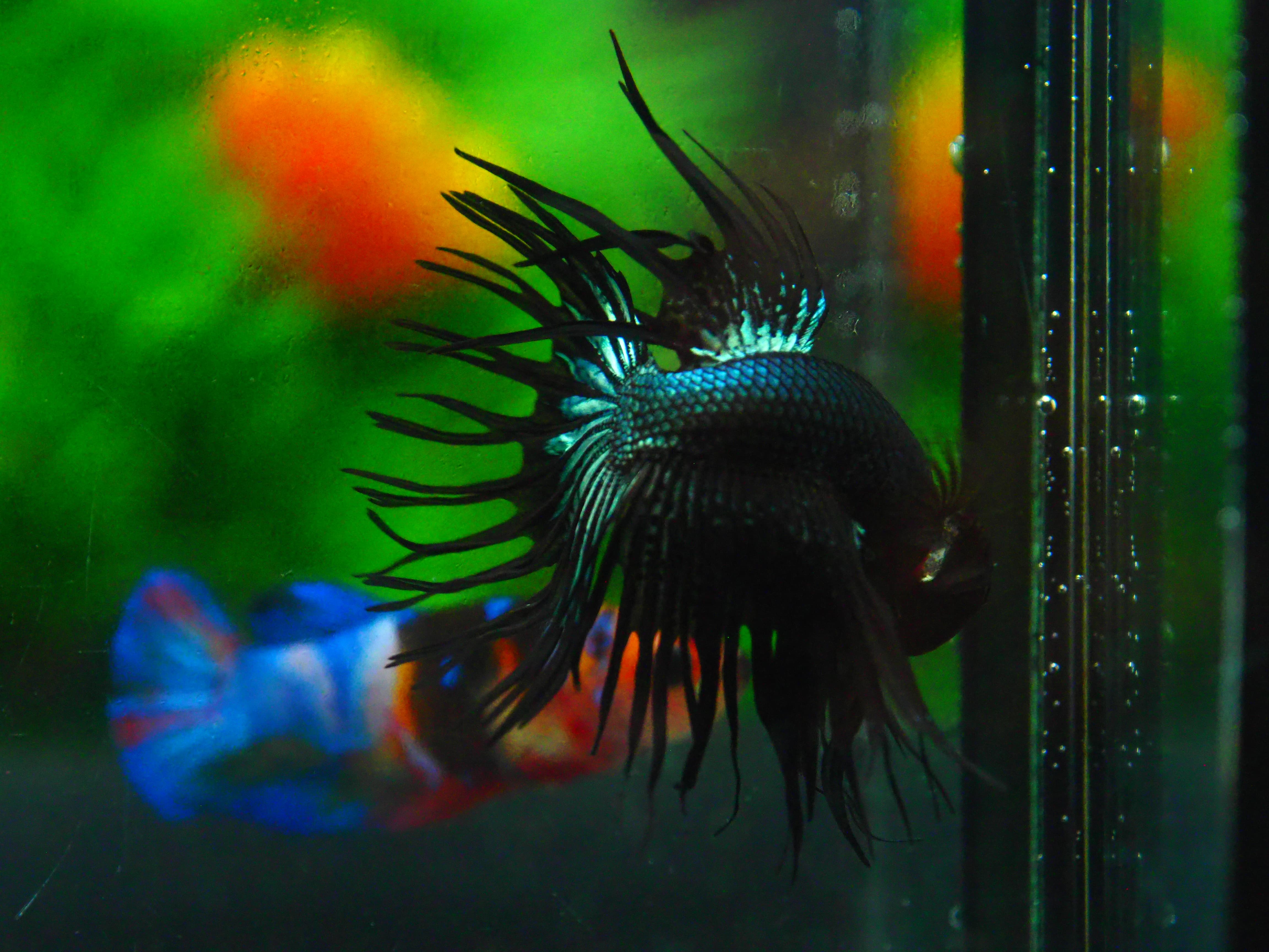 CT BLACK MALE GRADE A +++