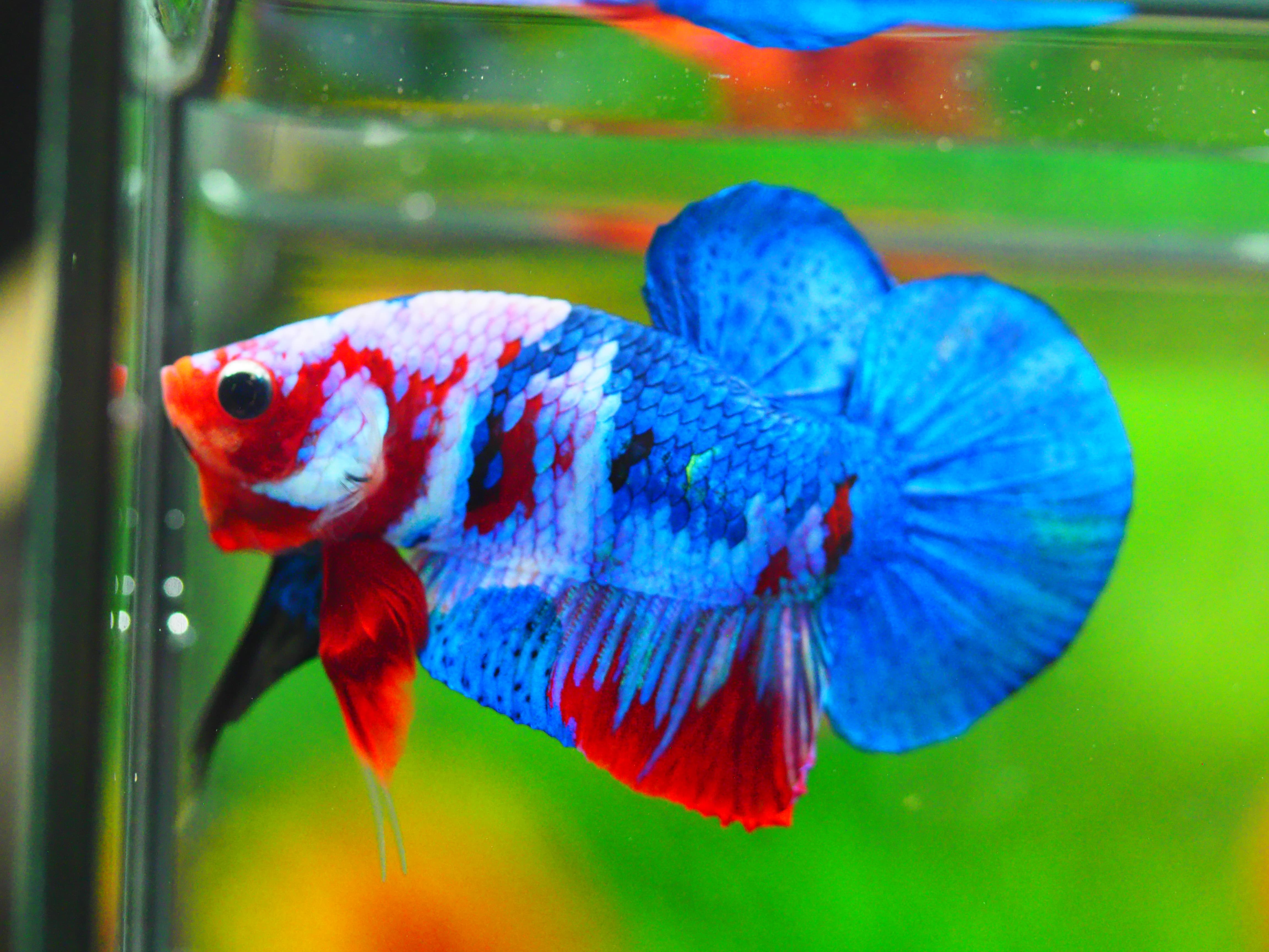 HMPK KOI GALAXY MALE GRADE A +++