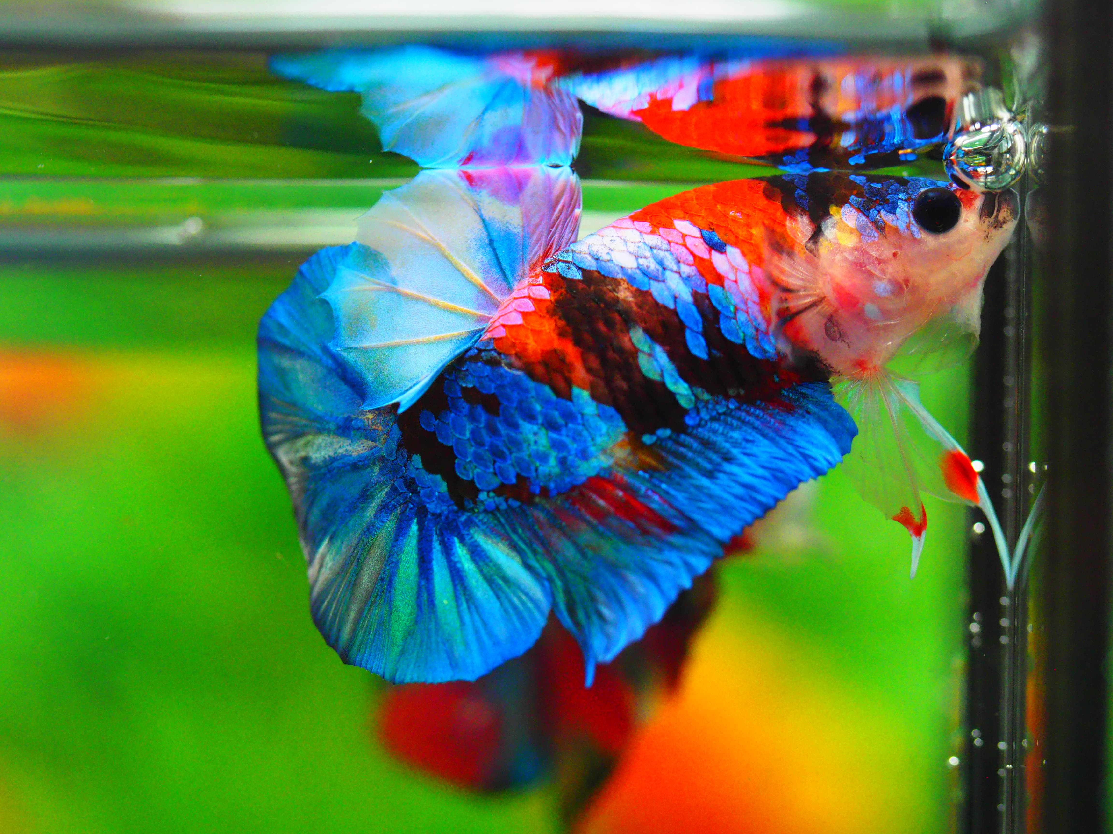 HMPK KOI GALAXY MALE GRADE A +++