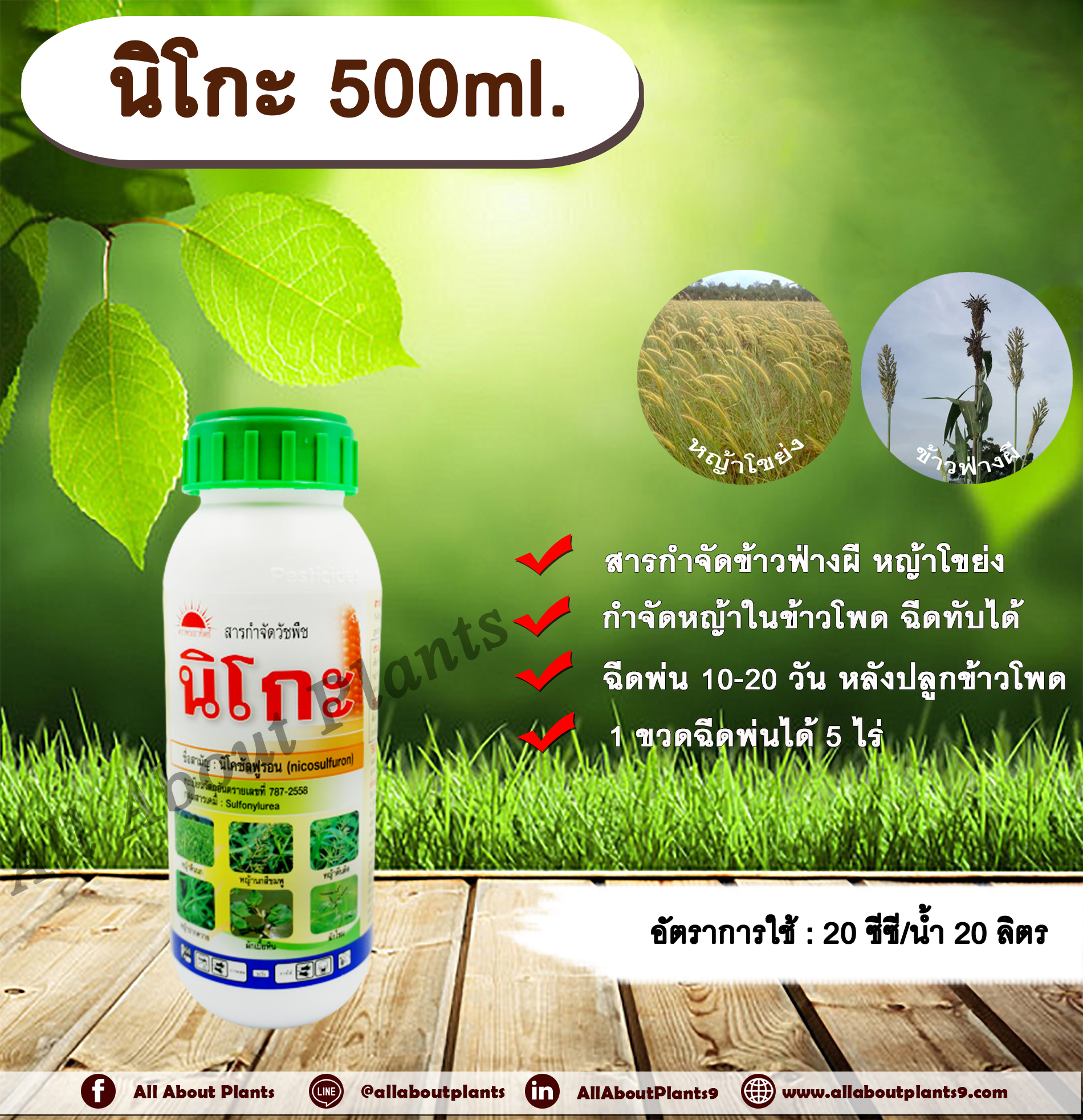 นิโกะ 500ml.นิโคซัลฟูรอน สารกำจัดวัชพืช กำจัดหญ้า ในข้าวโพด กำจัดข้าวฟ่างผี หญ้าโขย่ง หญ้าปากควาย หญ้าตีนติด หญ้าตีนกา allaboutplants ชิ้น