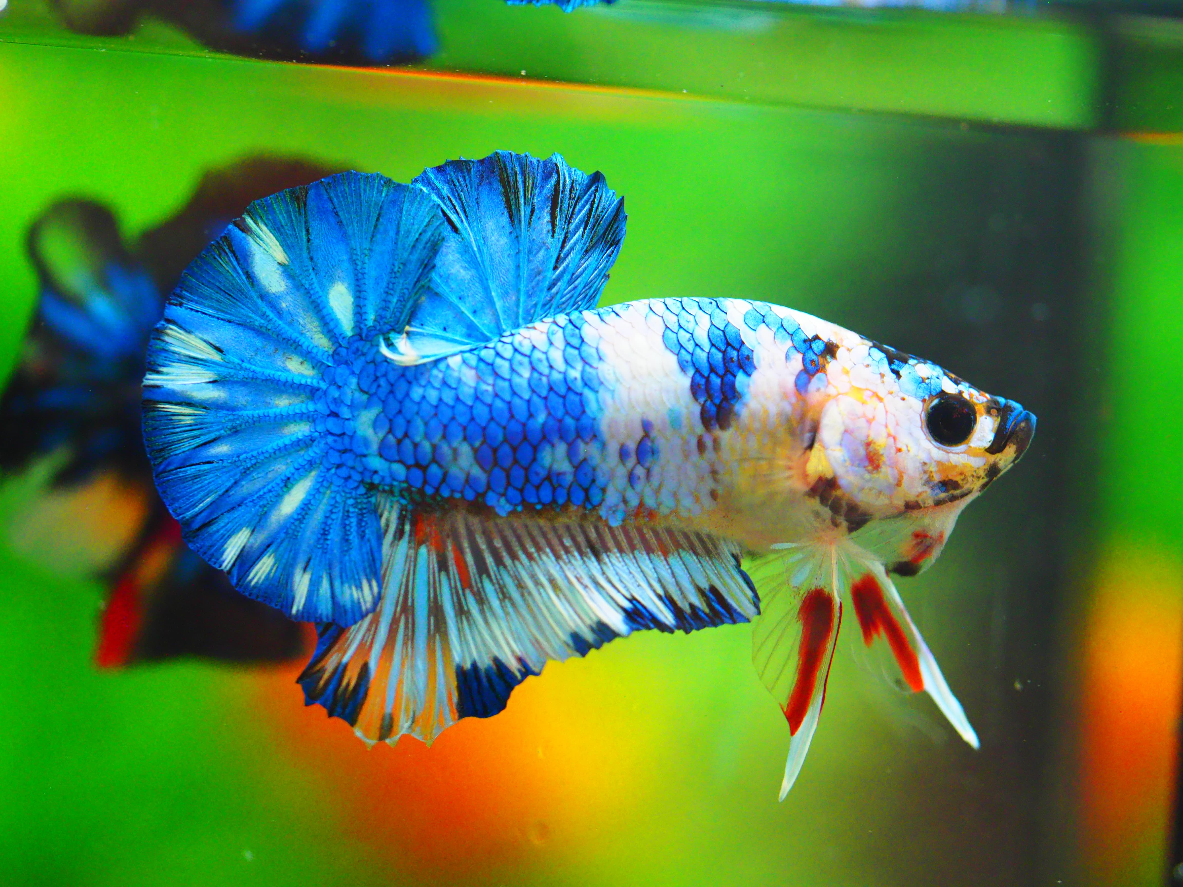 HMPK KOI FANCY MALE GRADE A +++