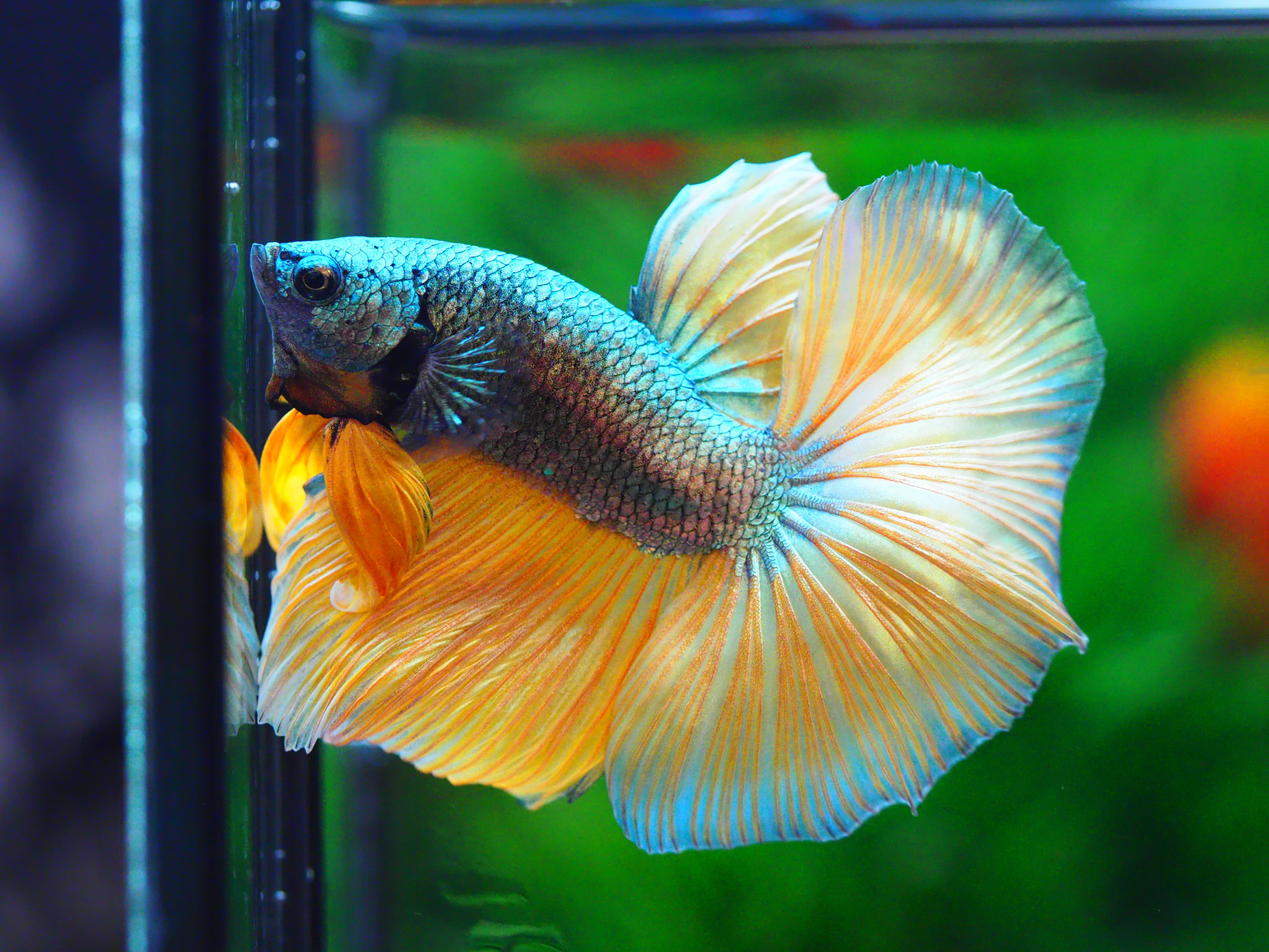 HM FANCY MALE GRADE A +++