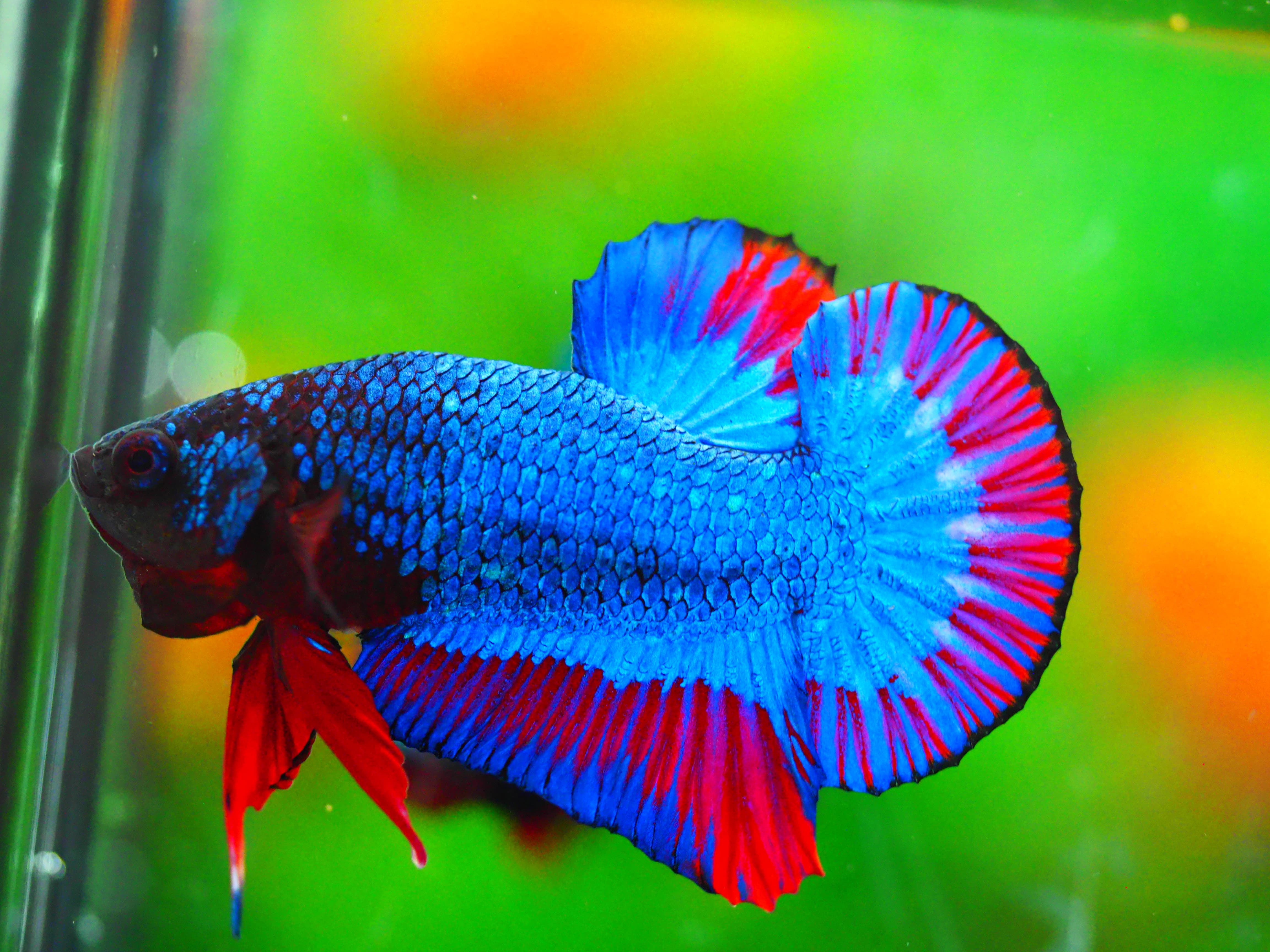 HMPK FANCY MALE GRADE A +++