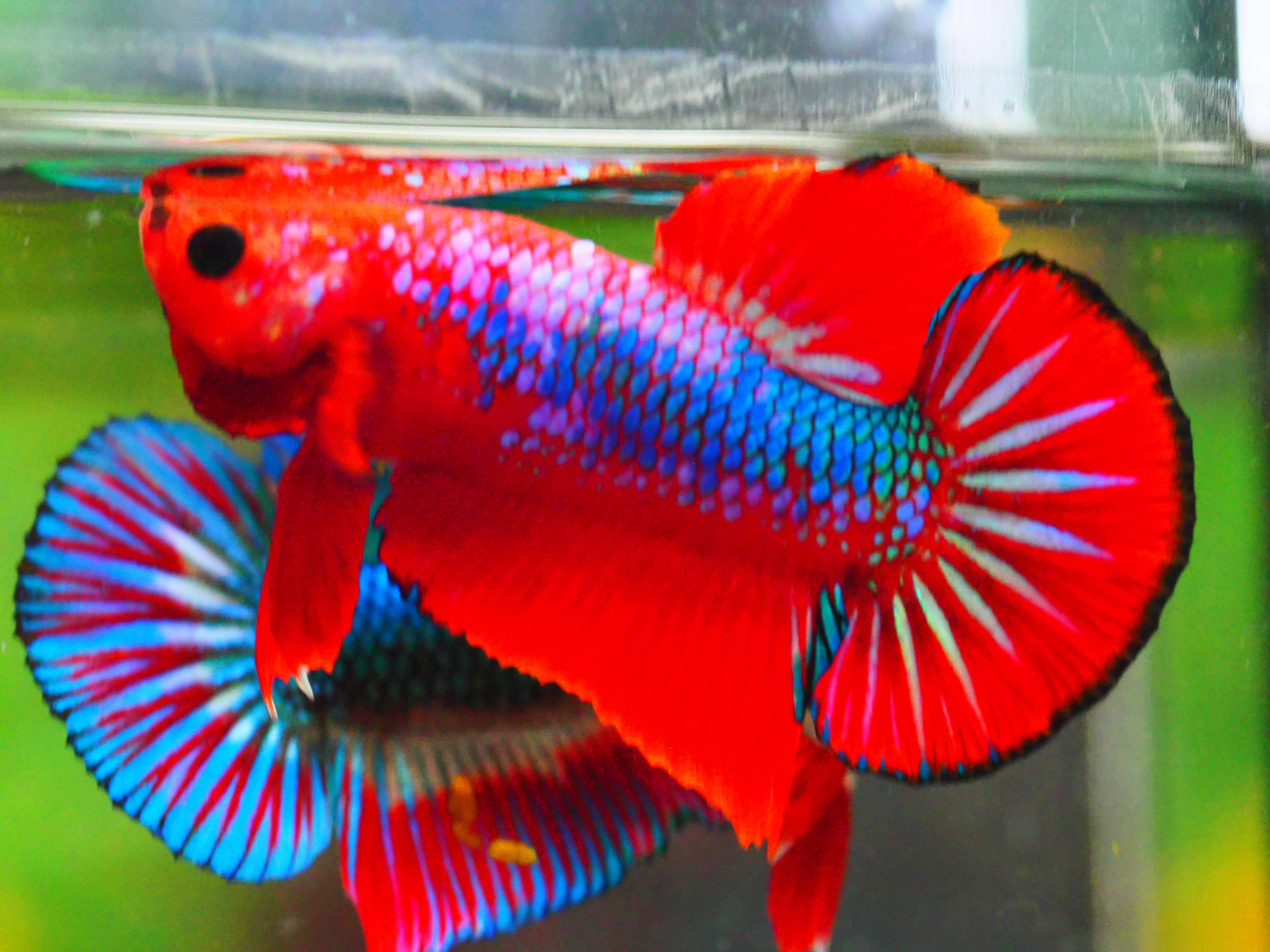 HMPK FANCY MALE GRADE A +++