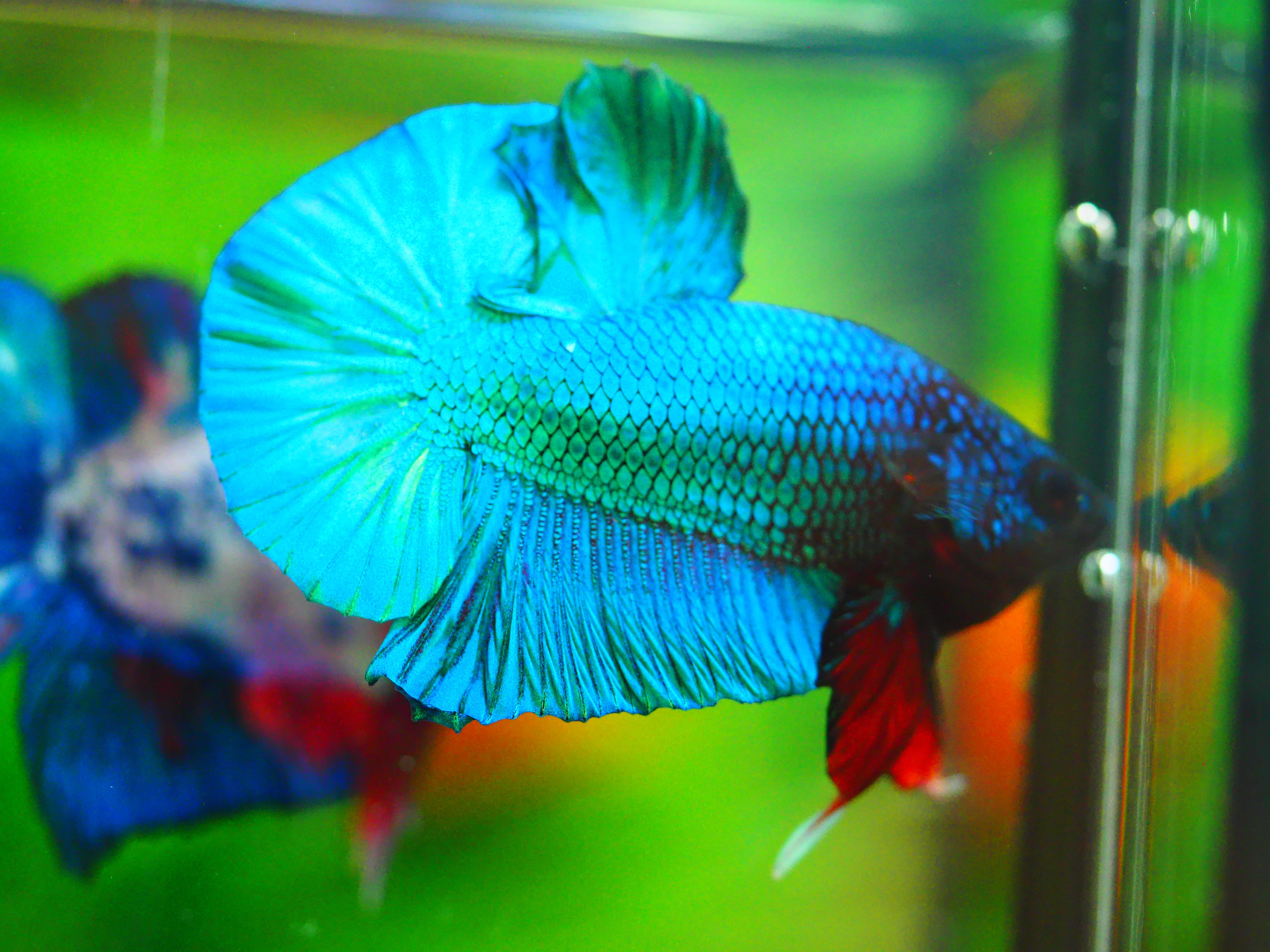 HMPK KOI FANCY MALE GRADE A +++