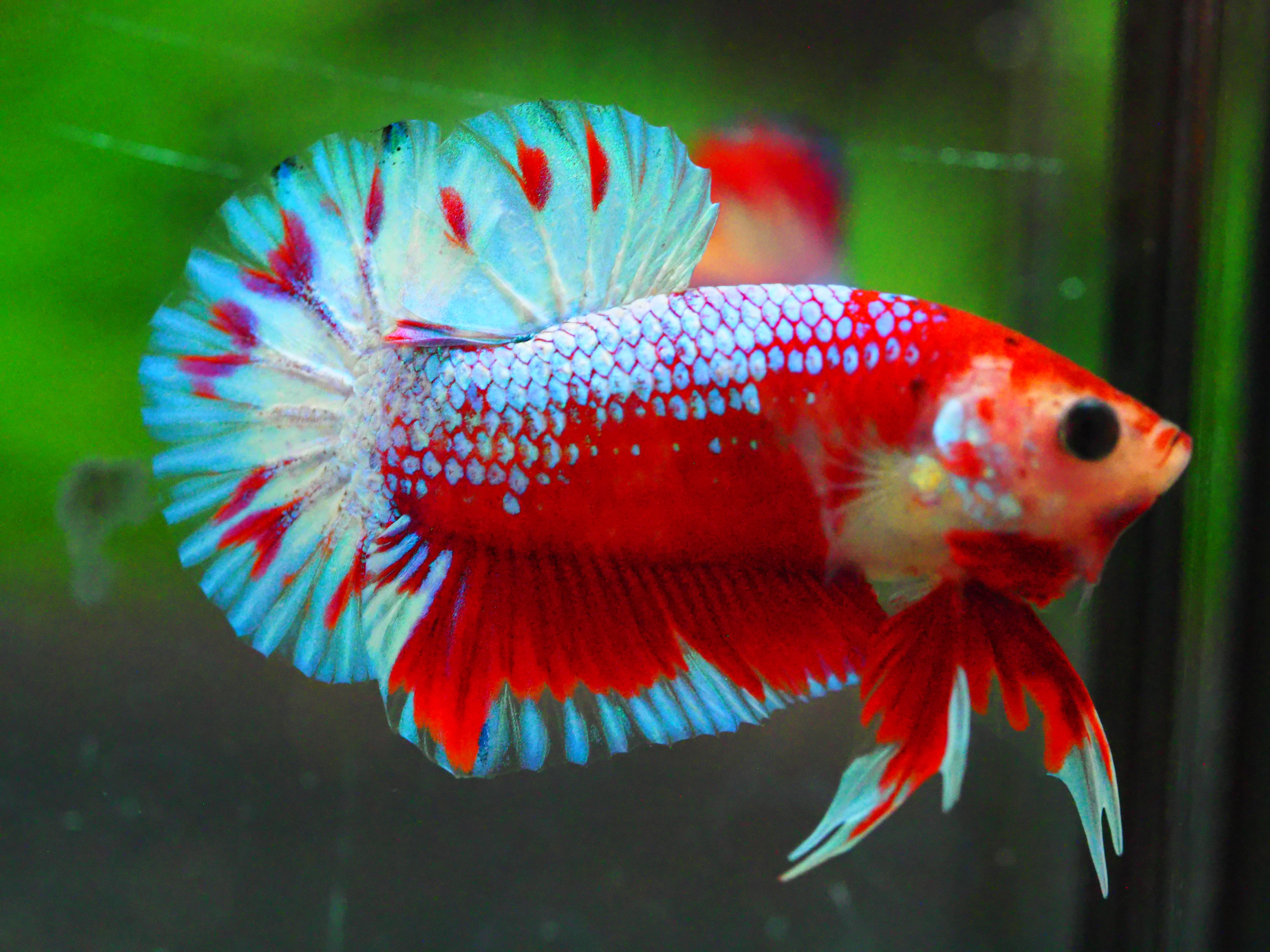 HMPK FANCY MALE GRADE A +++