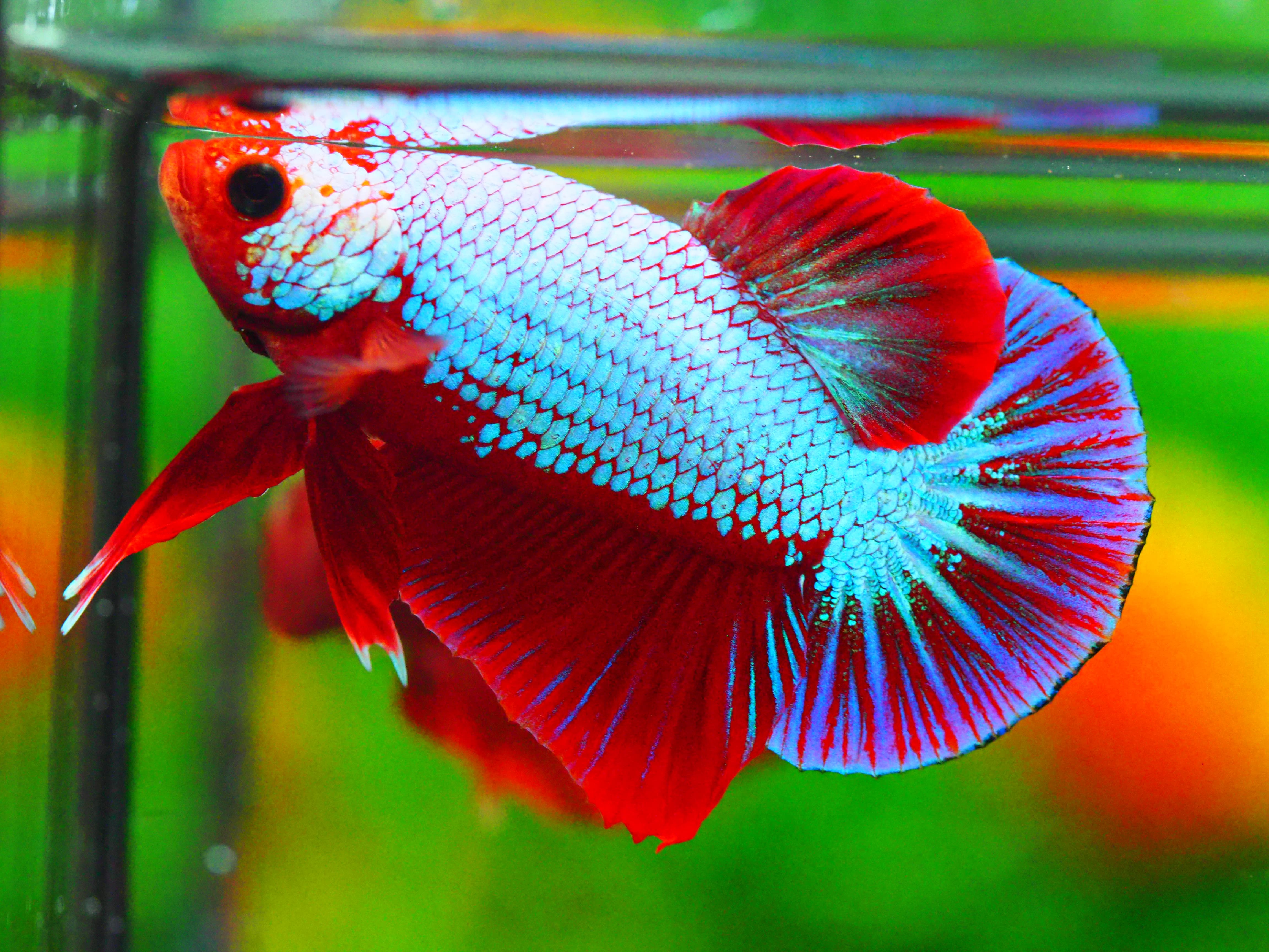 HMPK FANCY MALE GRADE A +++