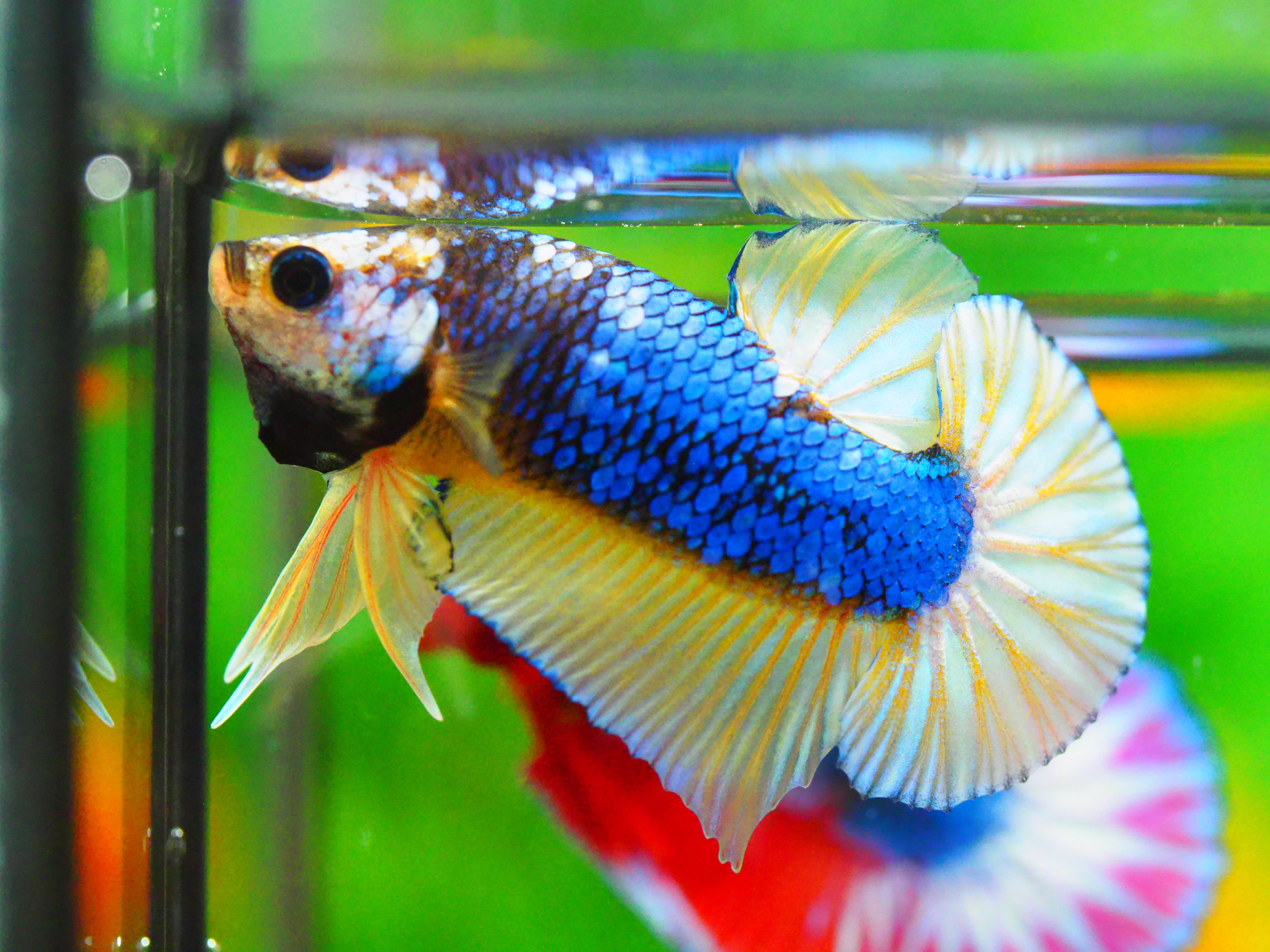 HMPK FANCY MALE GRADE A +++