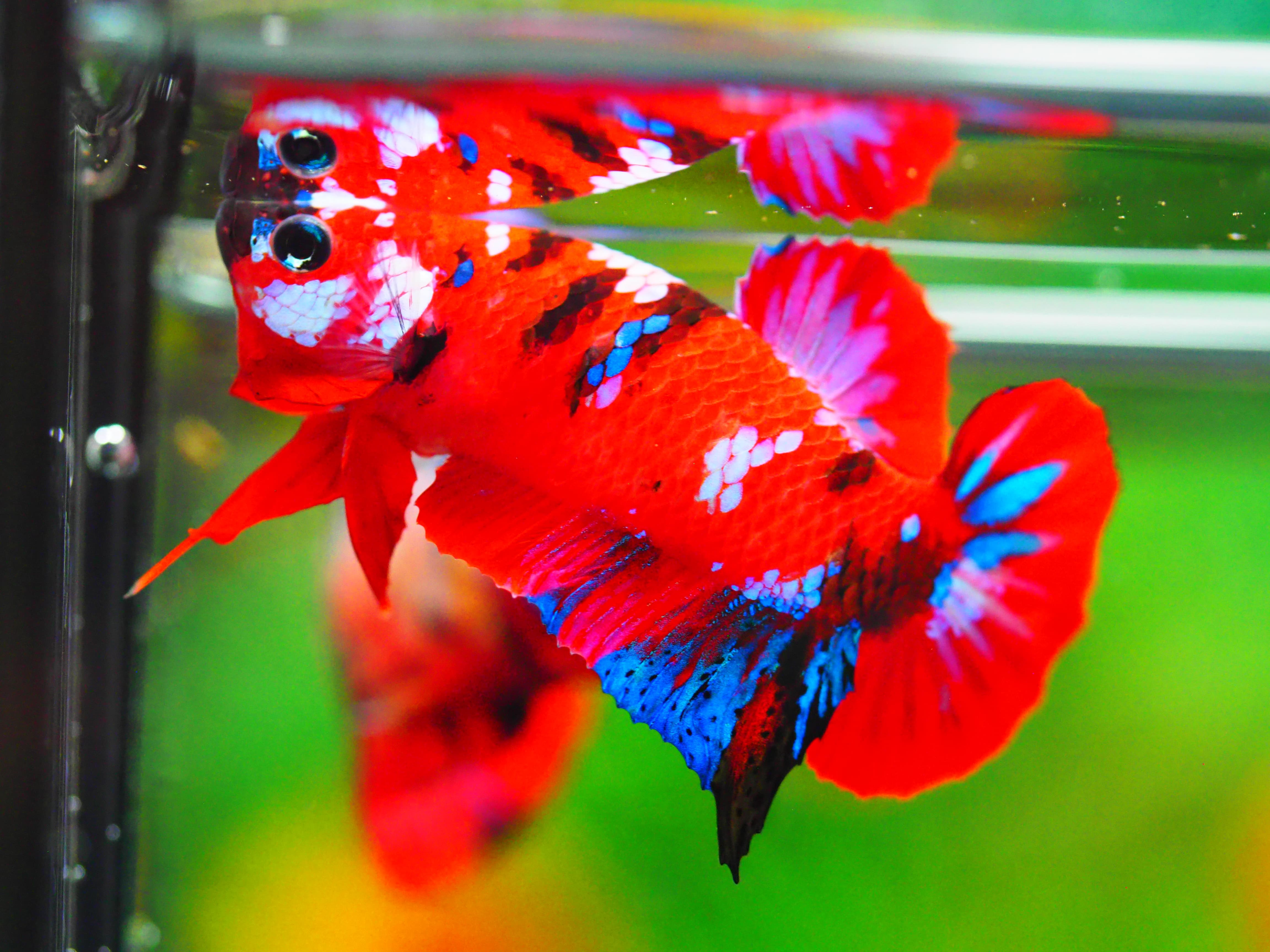 HMPK KOI GALAXY MALE GRADE A +++