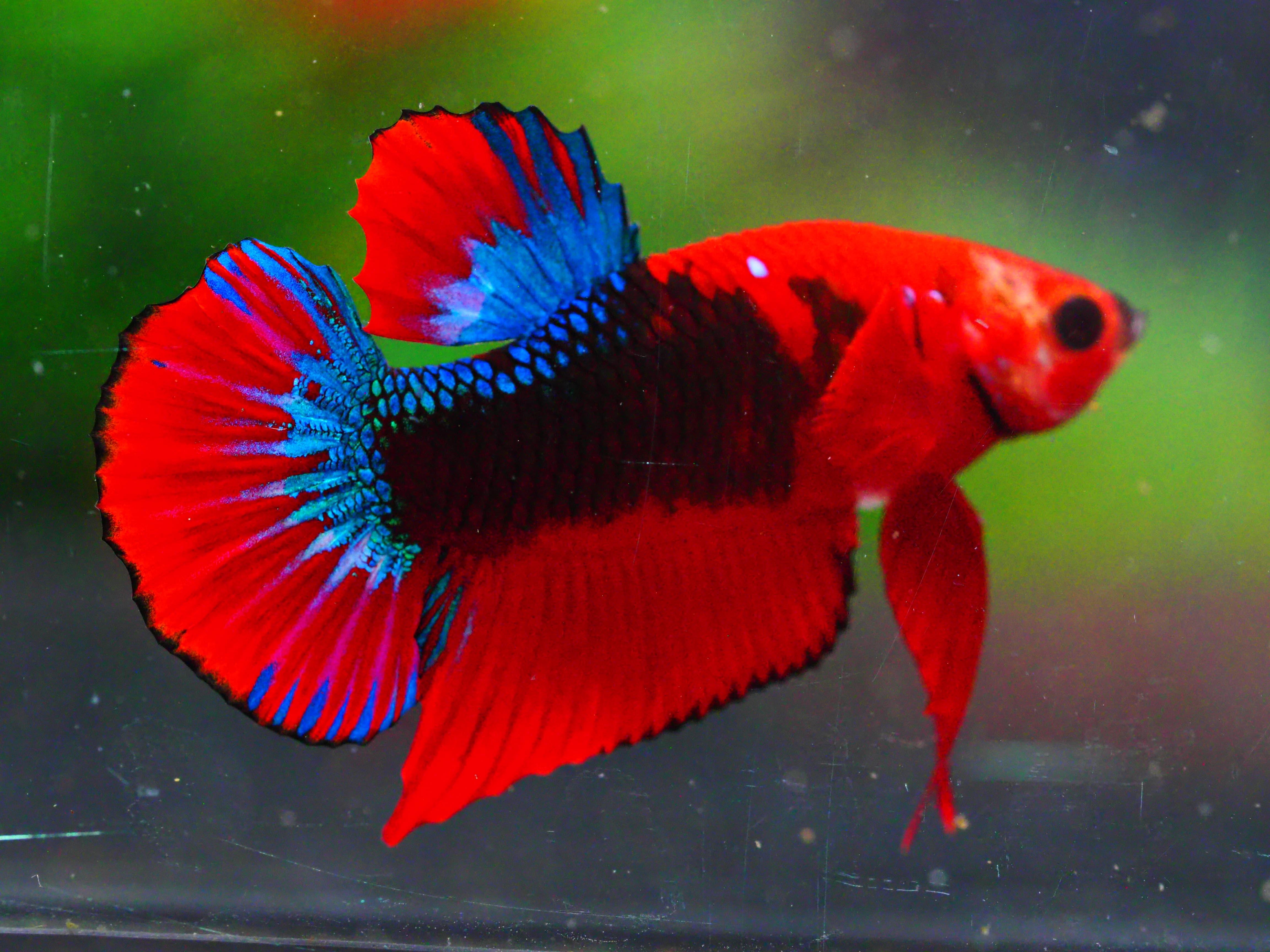 HMPK FANCY MALE GRADE A +++