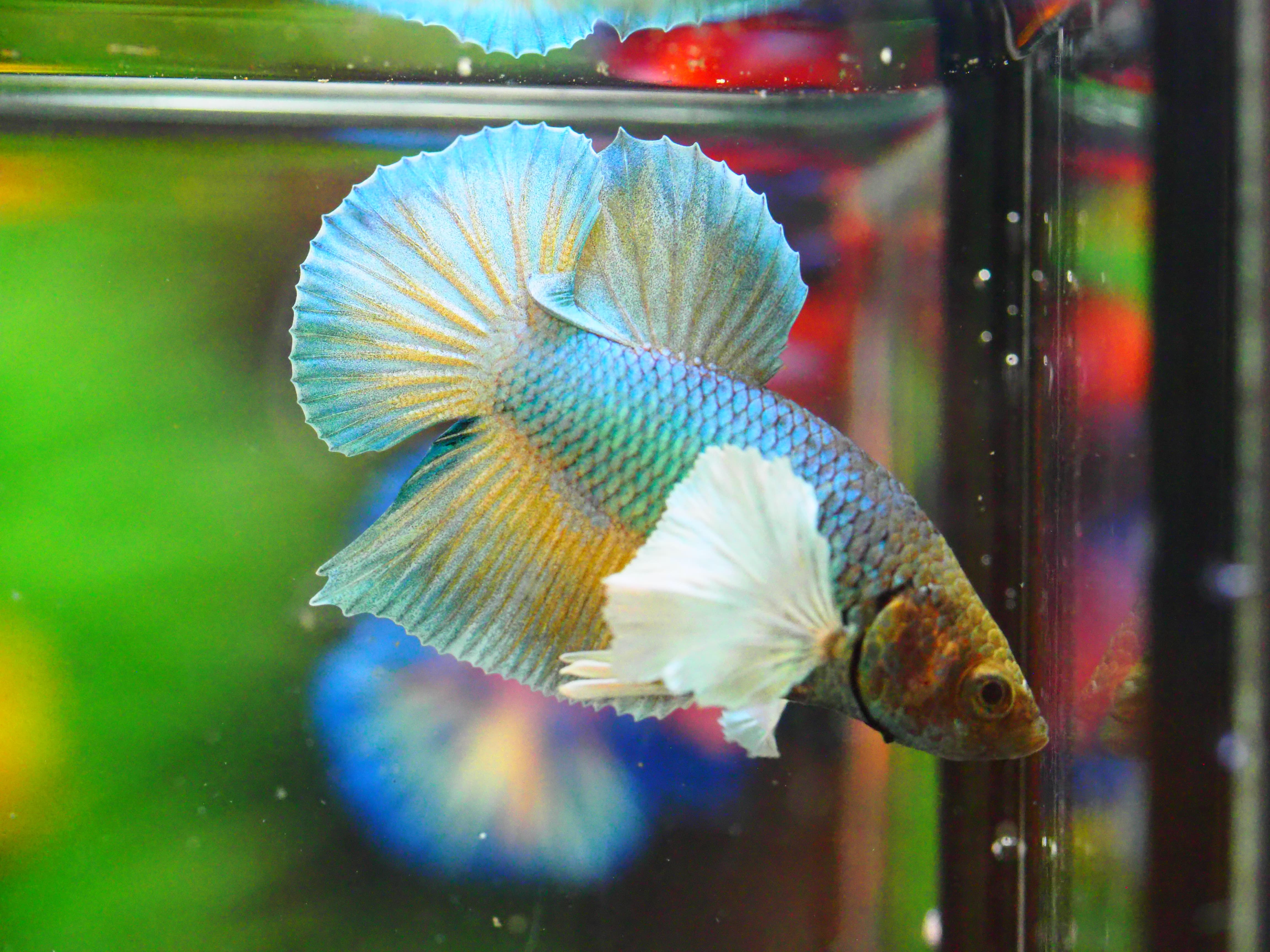 HMPK DUMBO MALE GRADE A +++