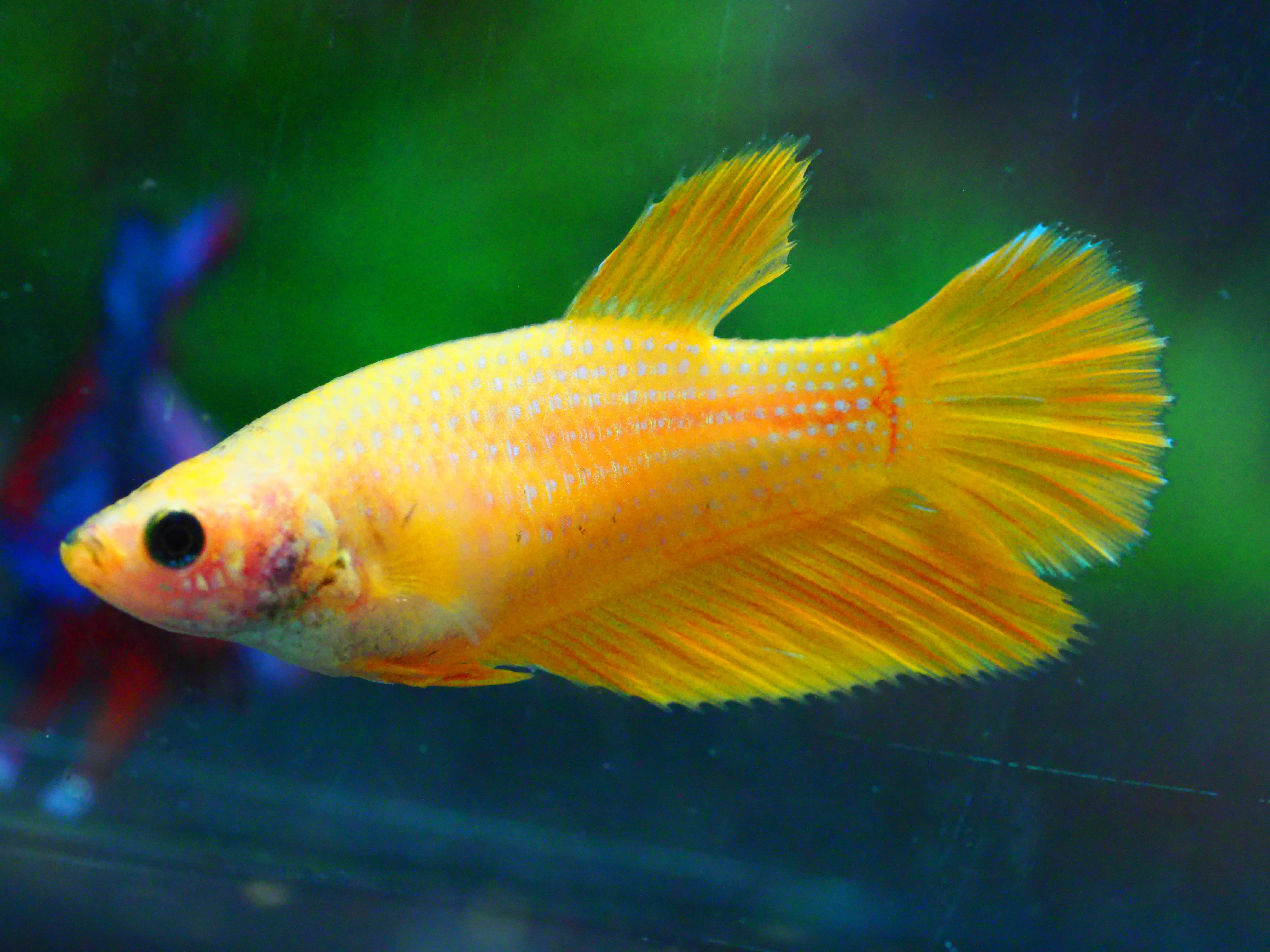 HM YELLOW FNMALE GRADE A +++