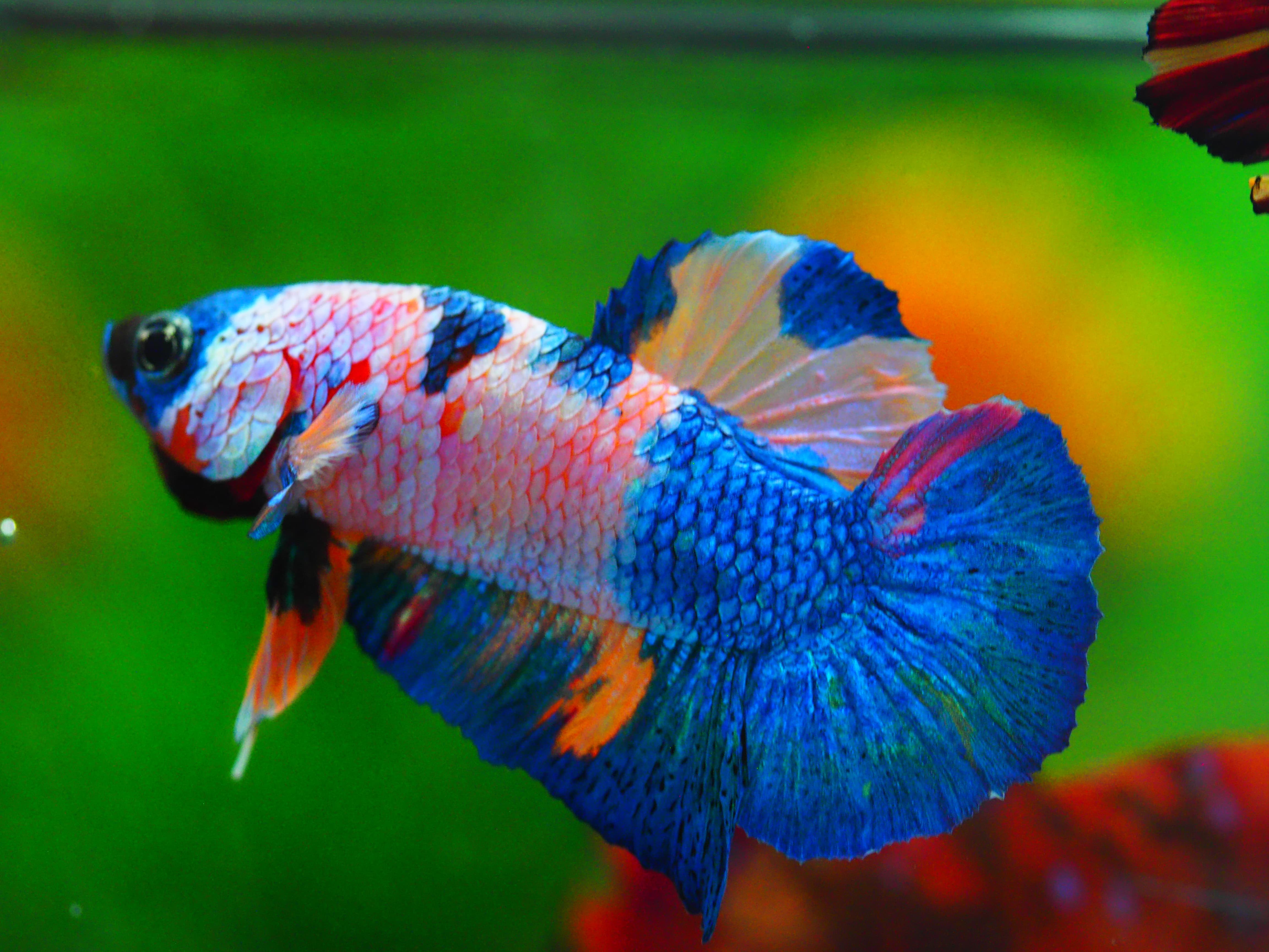 HMPK KOI GALAXY MALE GRADE A++