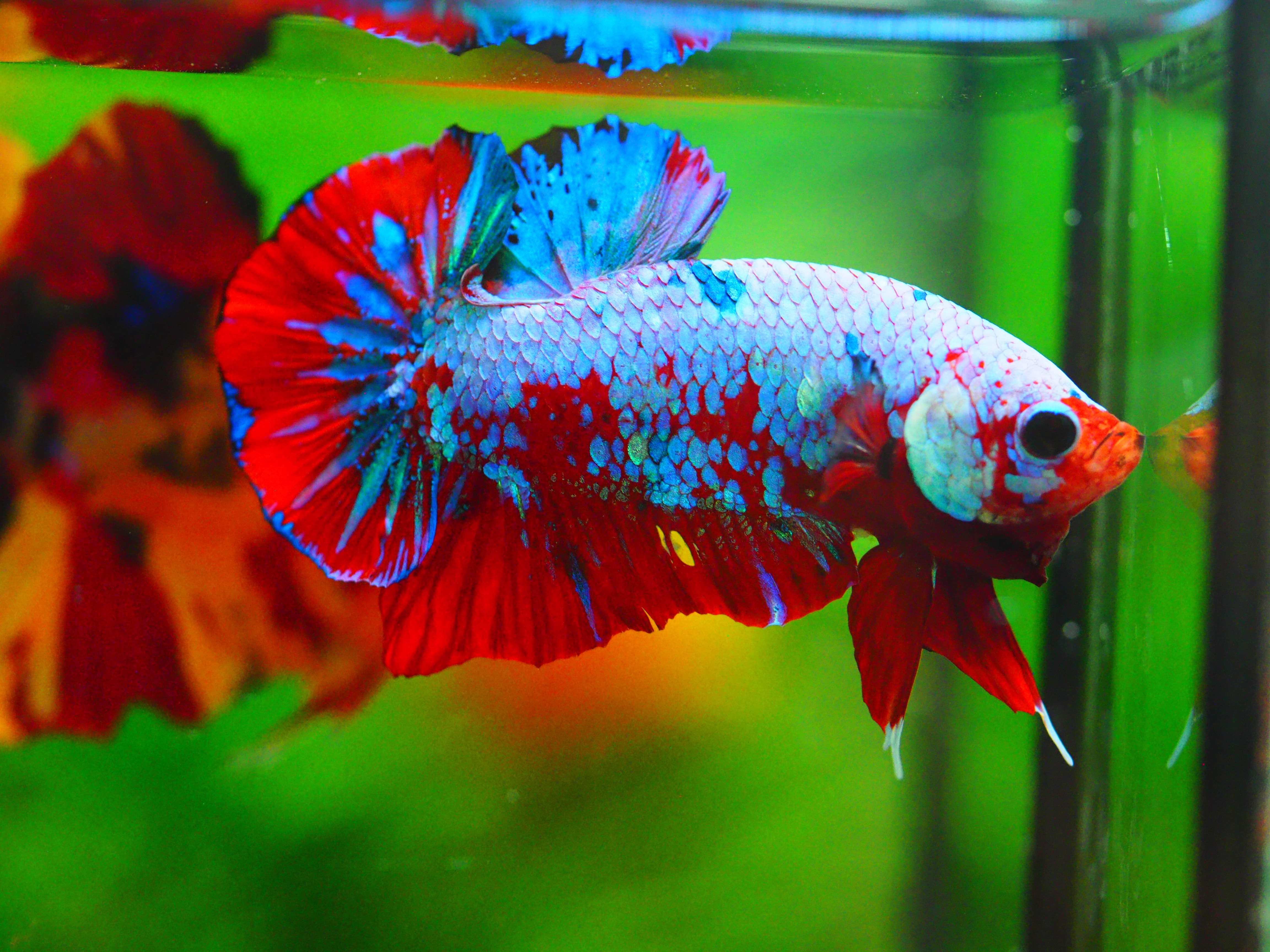 HMPK KOI GALAXY MALE GRADE A +++