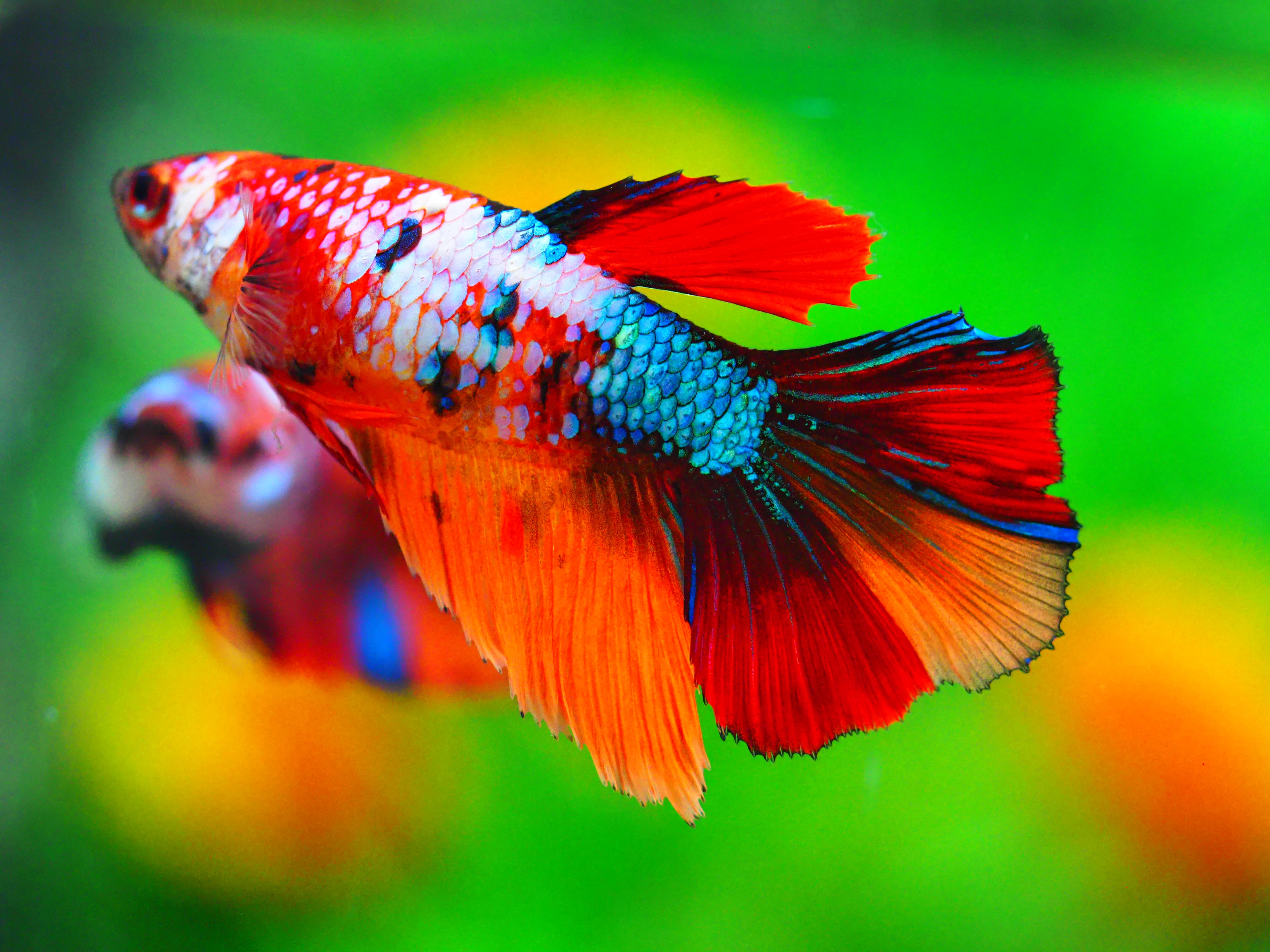 HM NEMO GALAXY FNMALE GRADE A +++