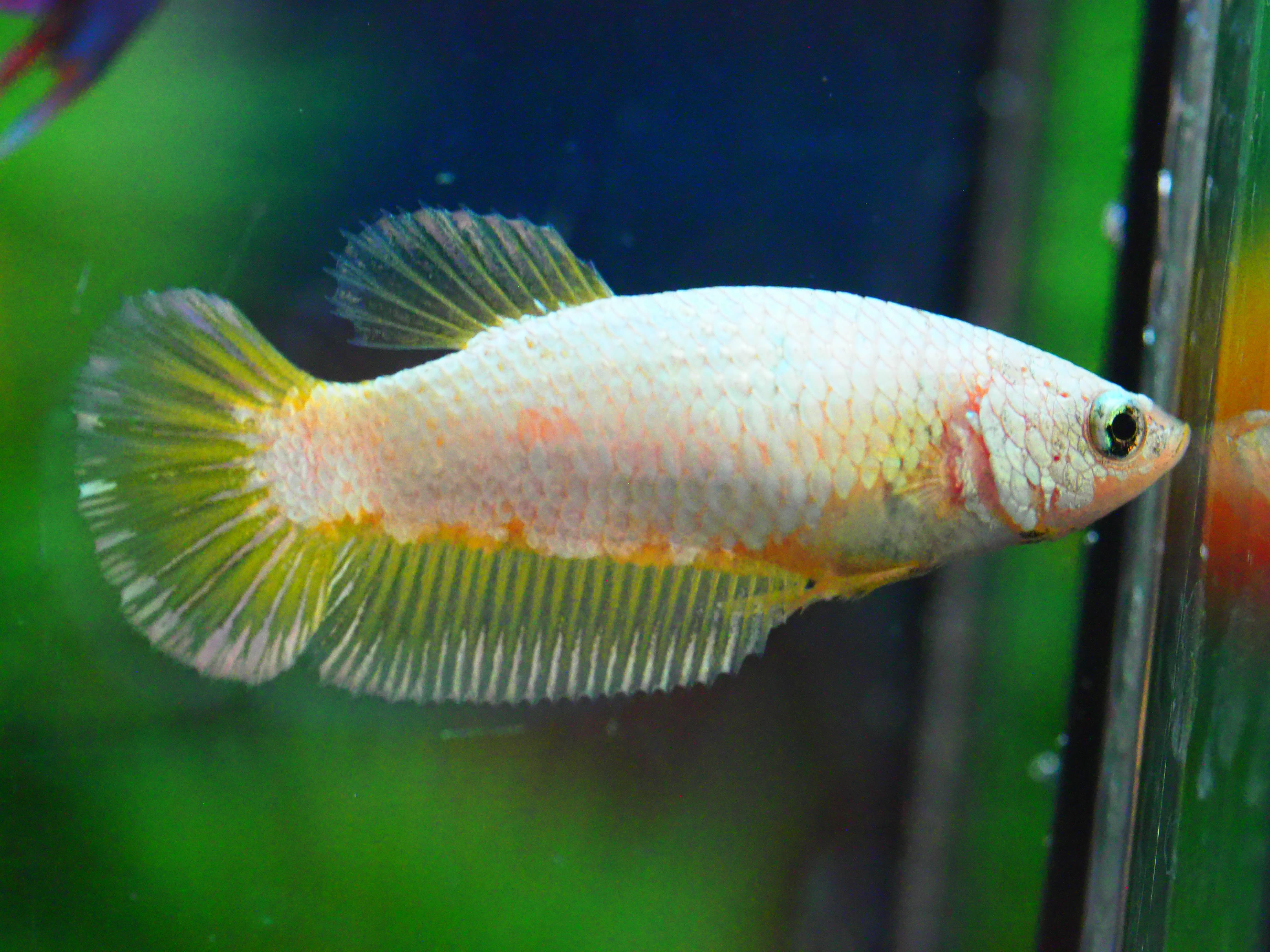 HMPK FANCY FNMALE GRADE A +++