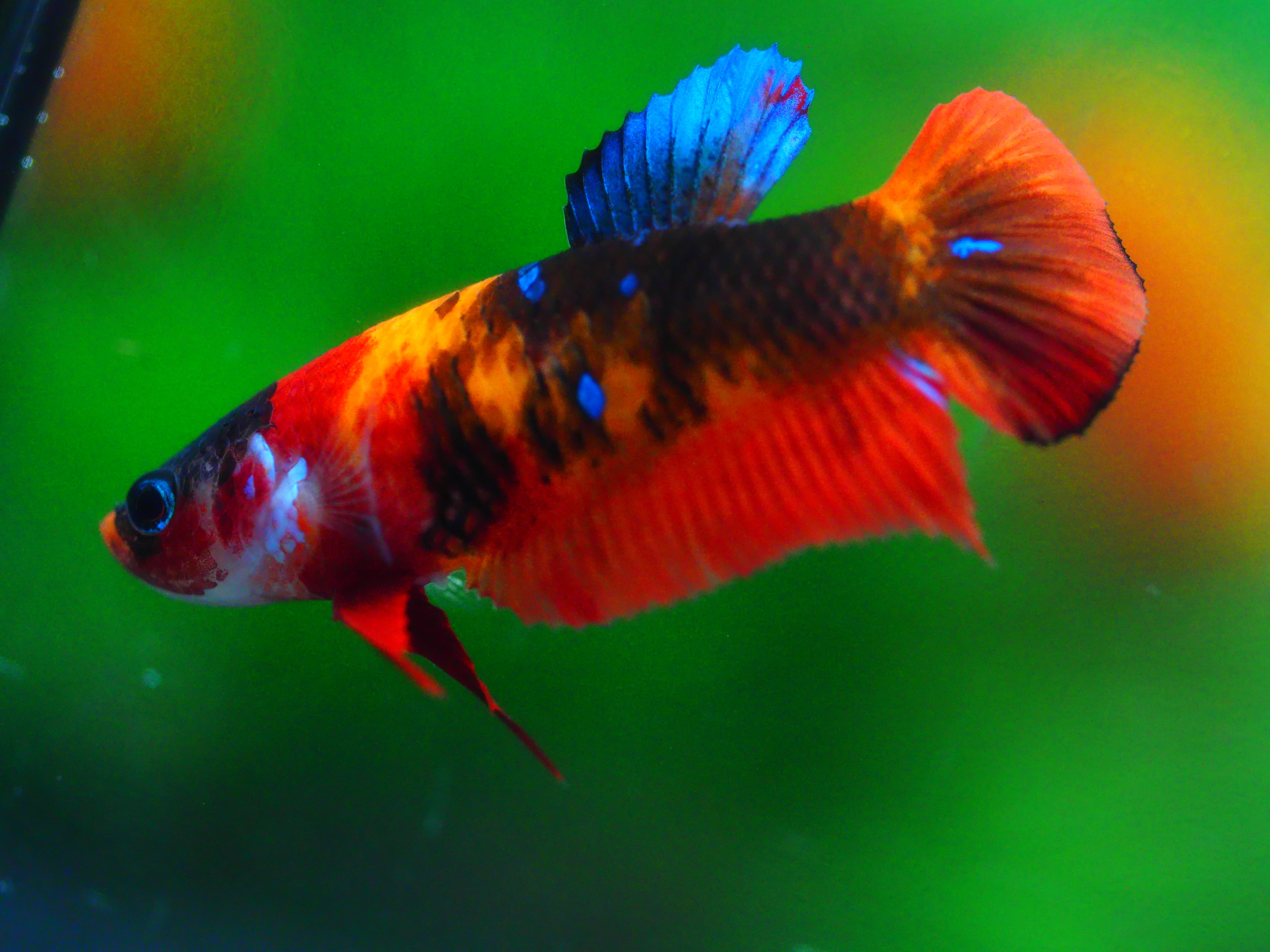 HMPK NEMO FNMALE GRADE A +++