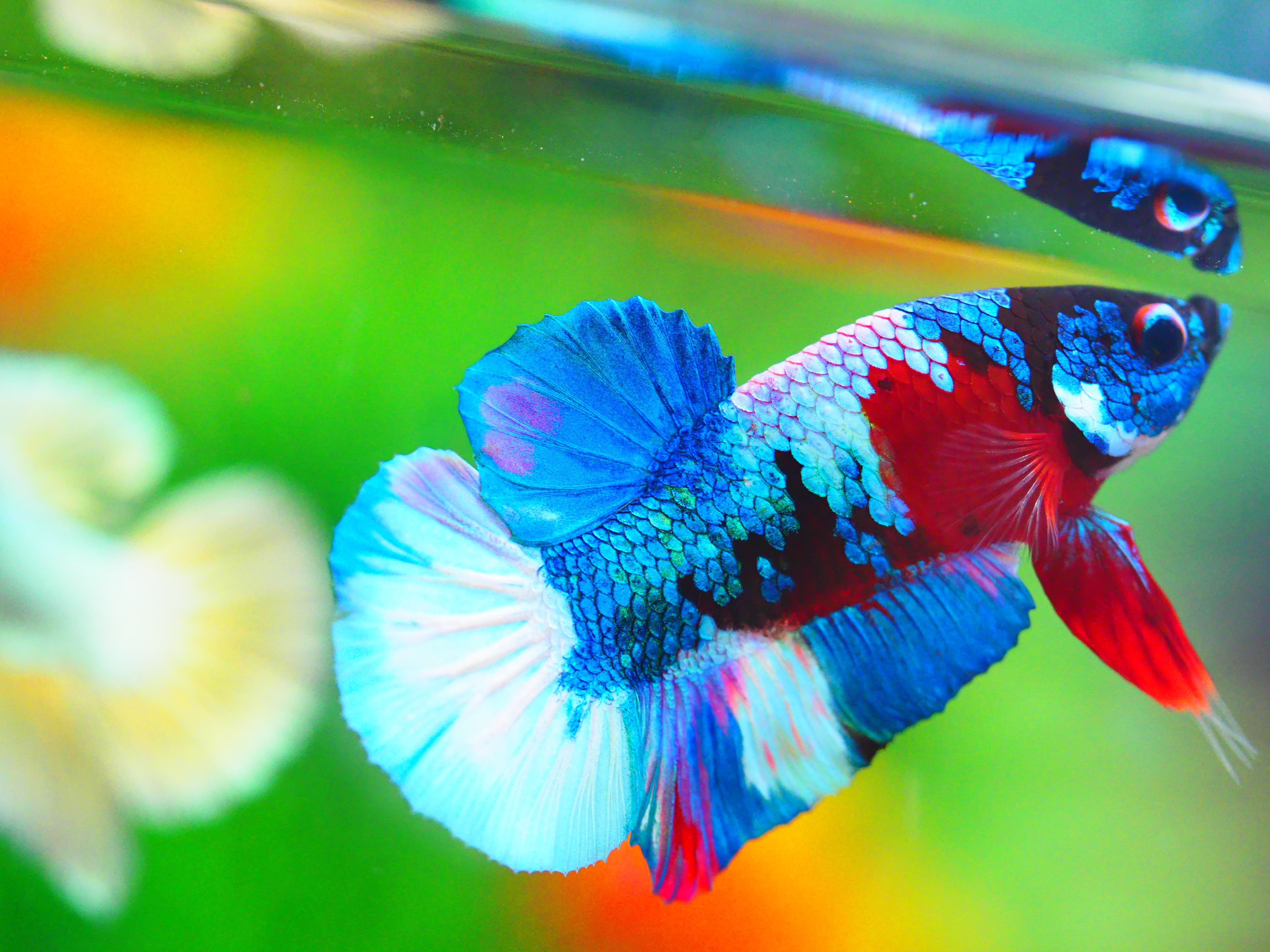 HMPK KOI GALAXY MALE GRADE A +++